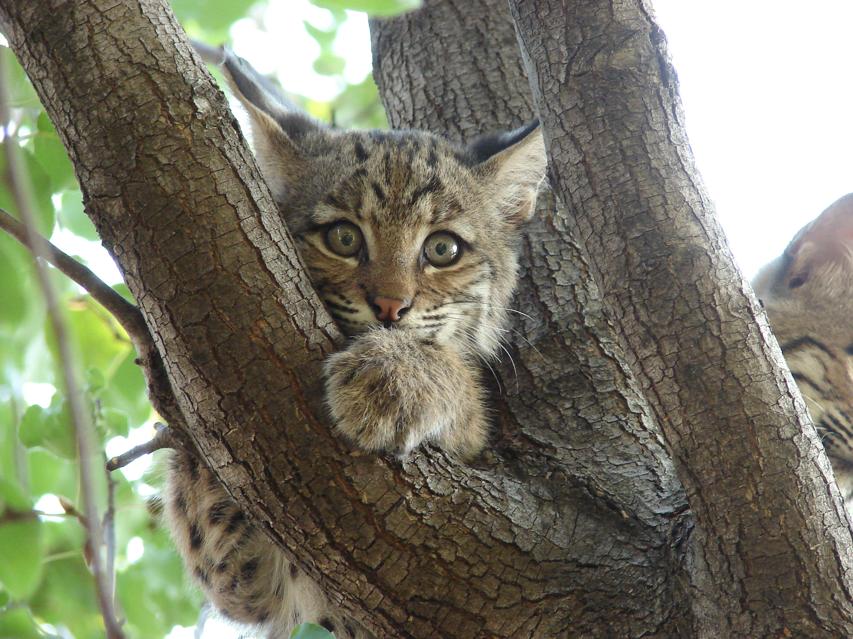 Bobcat-Texas-9123