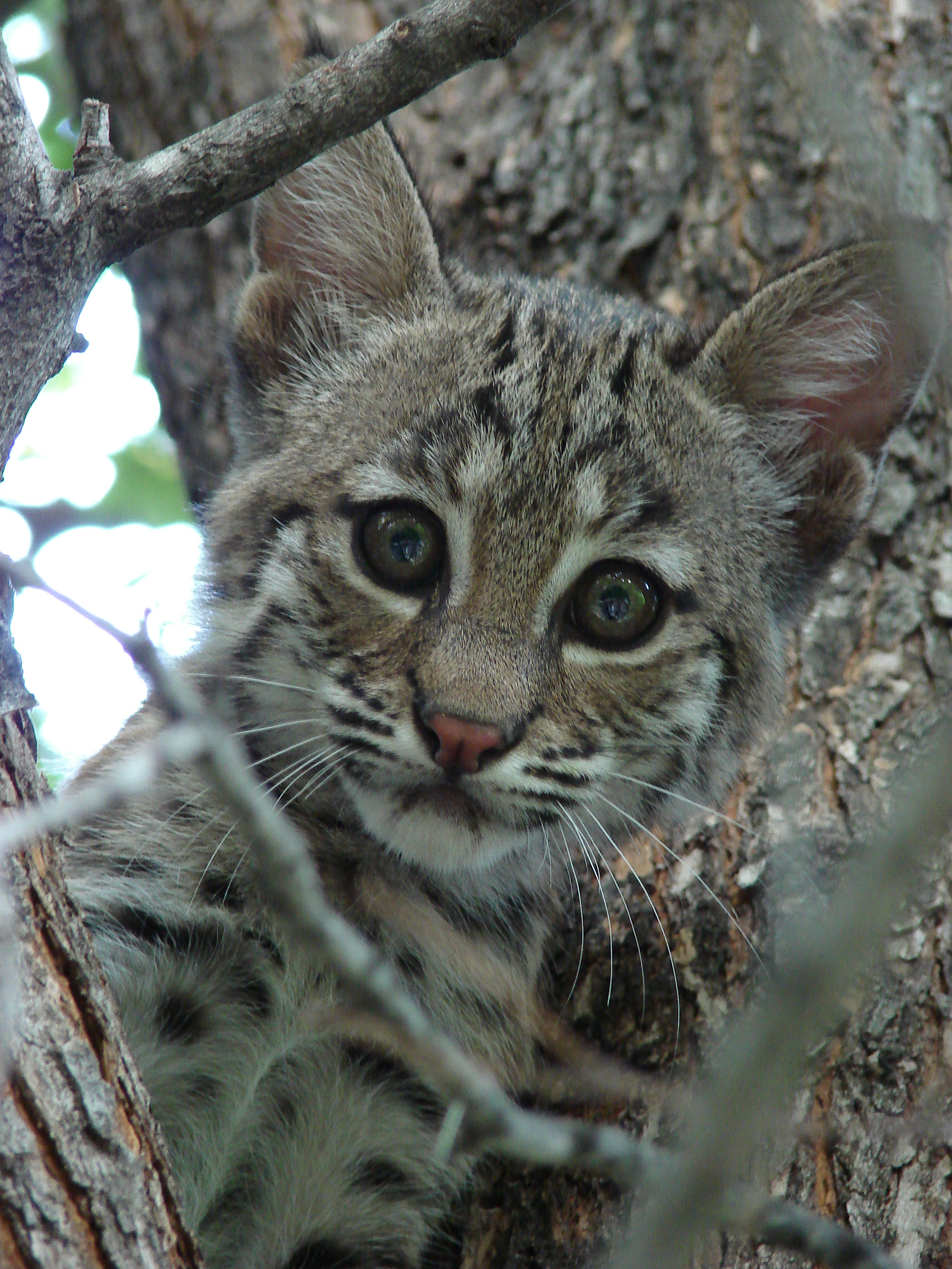 Bobcat-Texas-9135