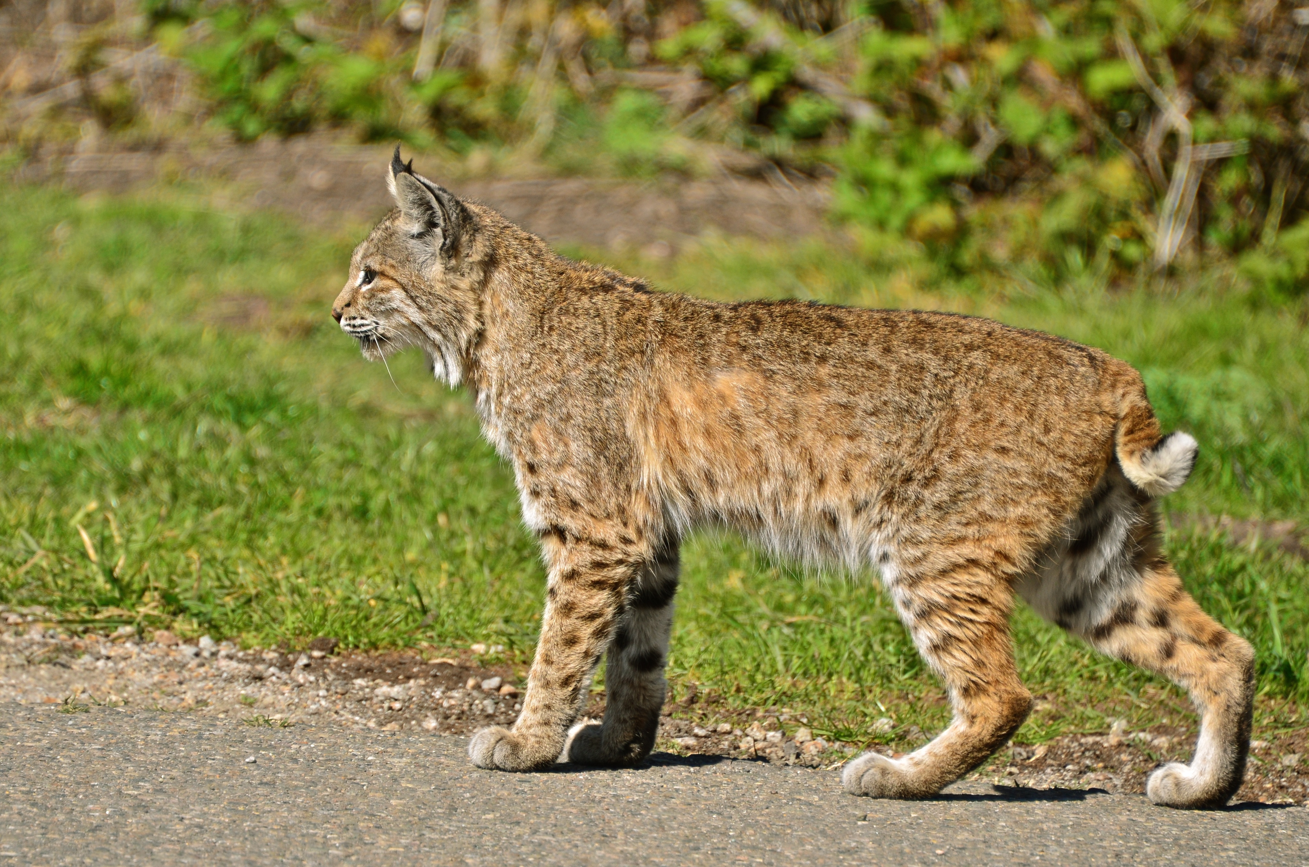 Bobcat Montana de Oro