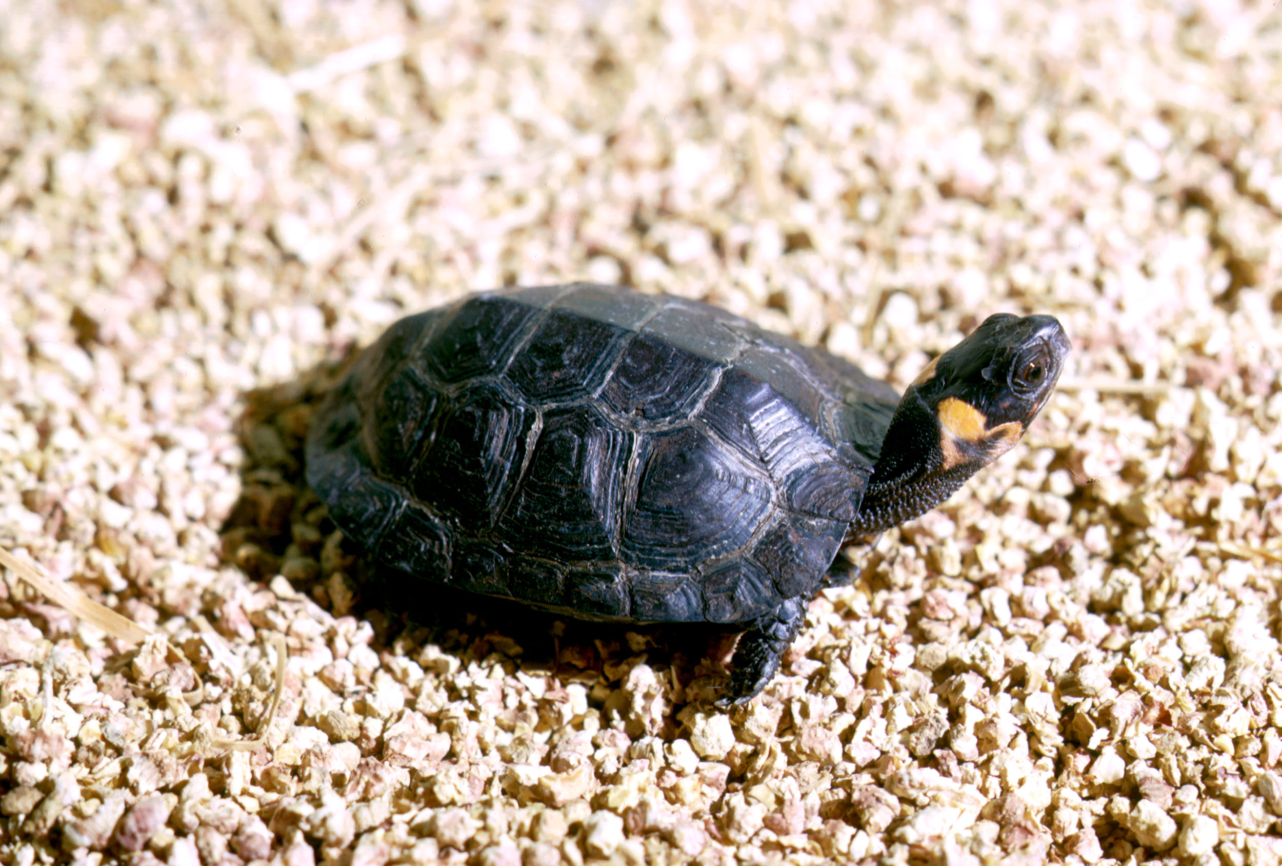 Bog turtle sunning