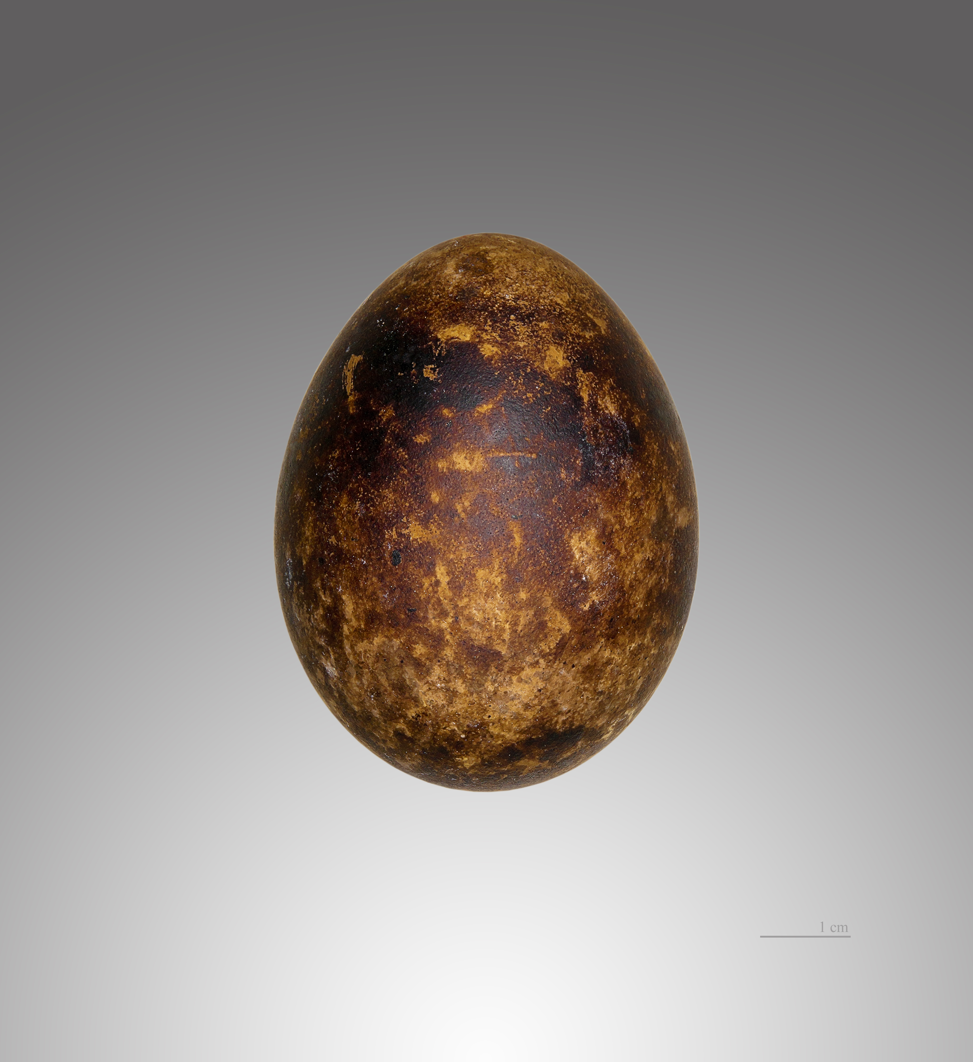 Bondrée apivore MHNT