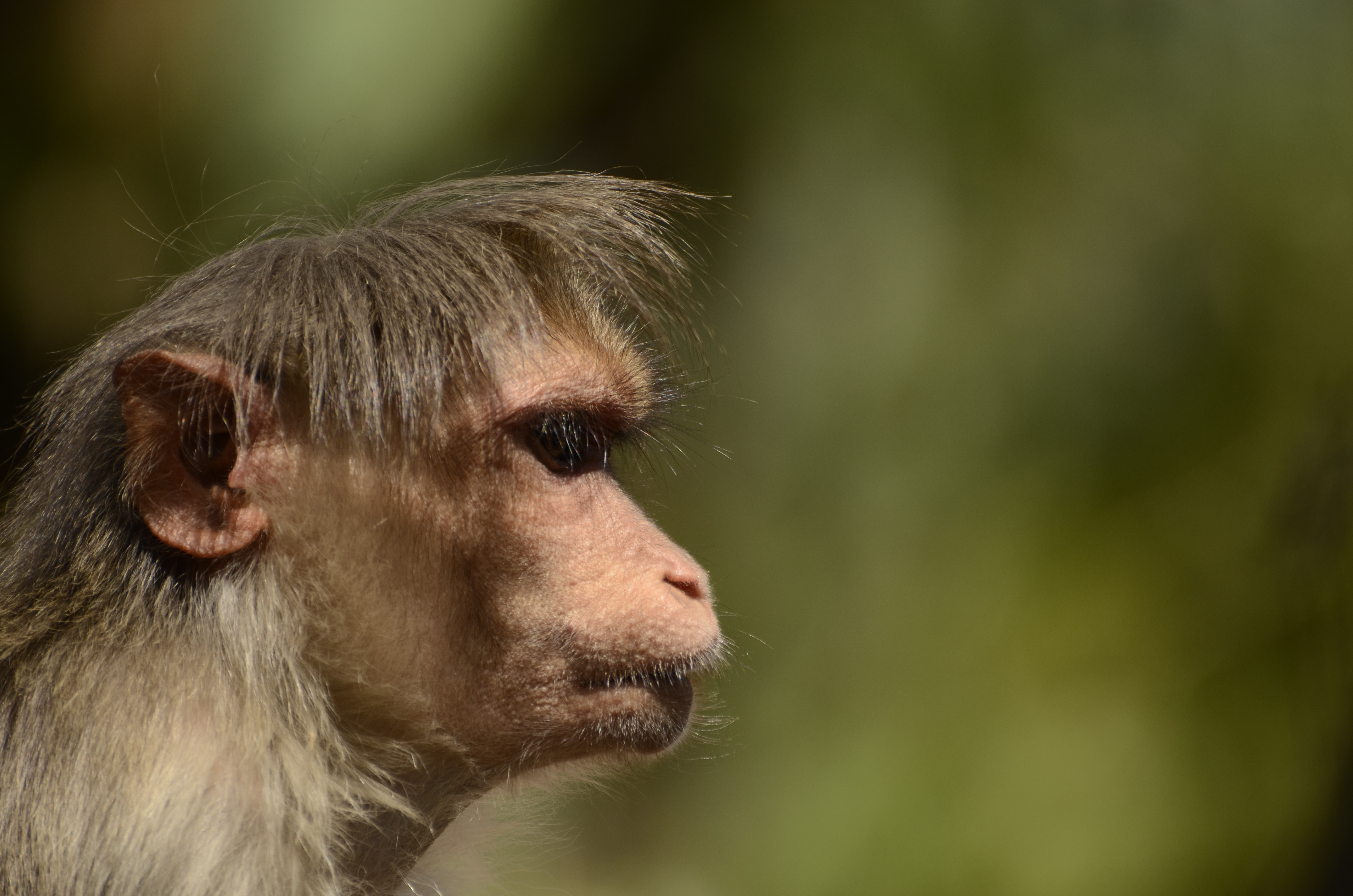 Bonnet macaque from attakatti JEG6018