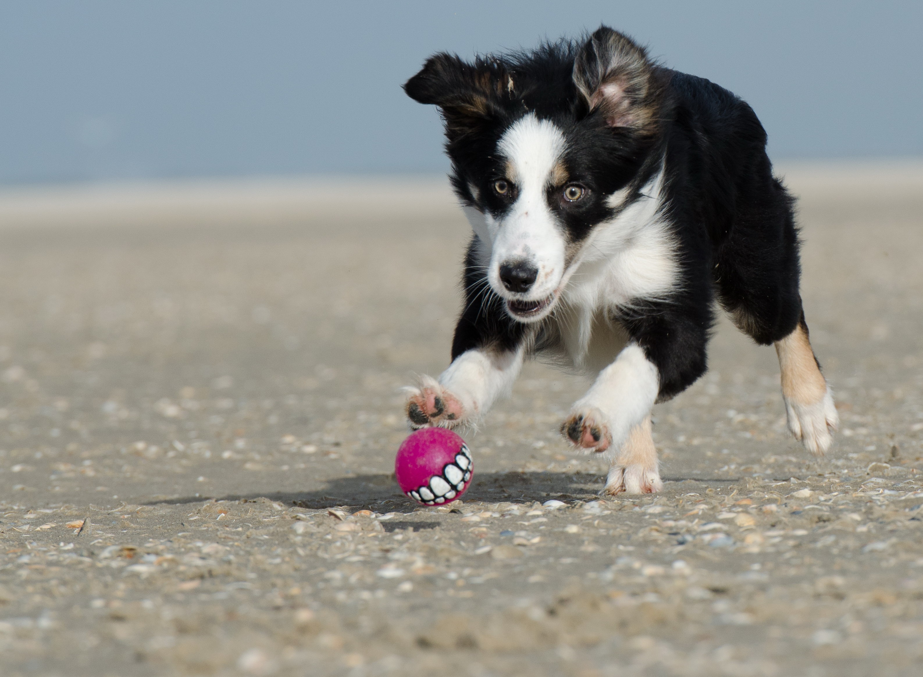Border collie (662716)