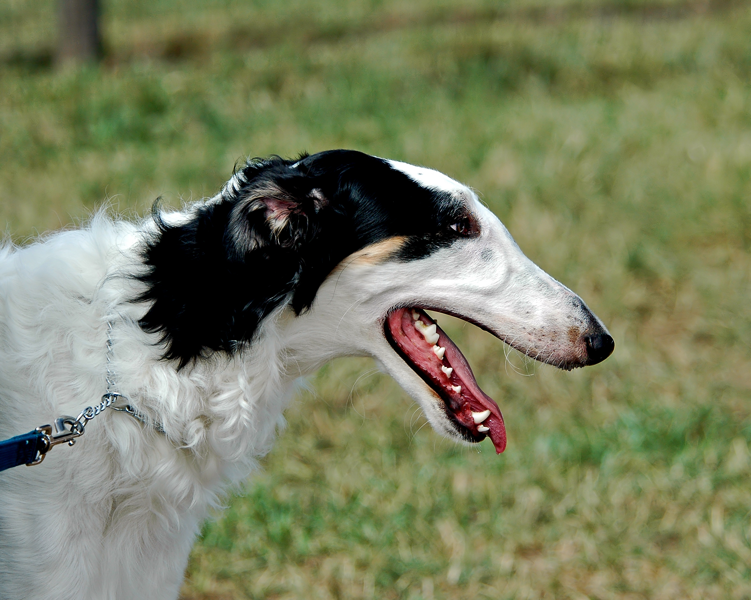 Borzoi portrait Flickr2
