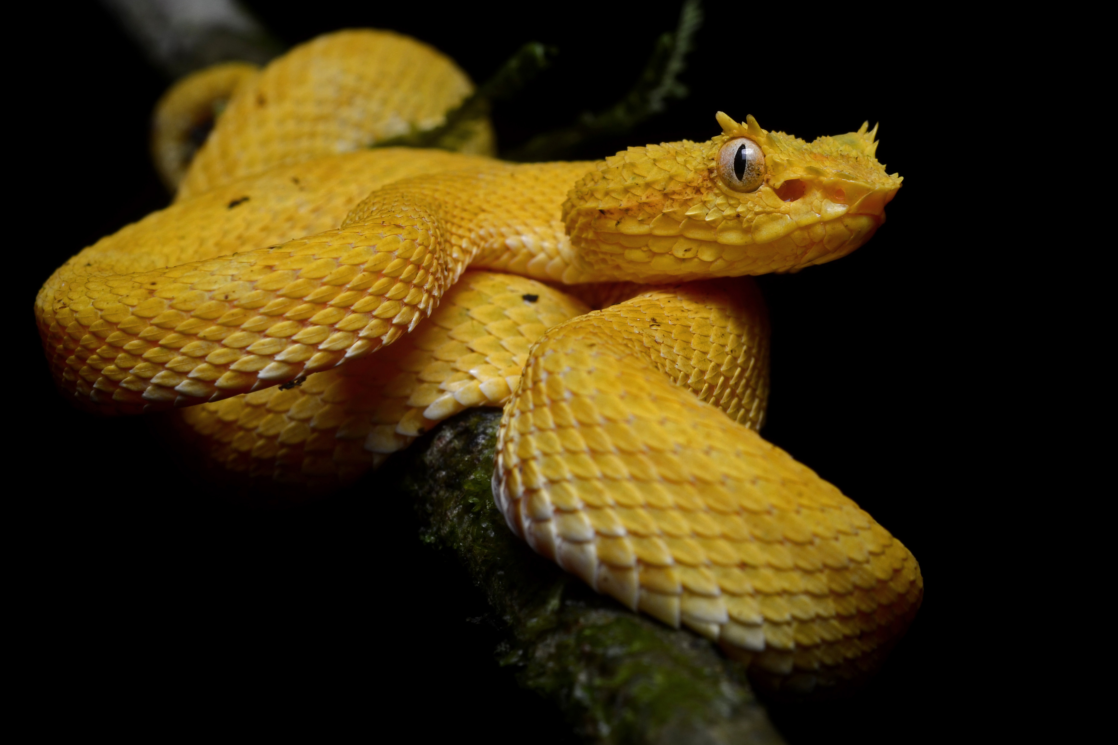 Bothriechis schlegelii (La Selva Biological Station)