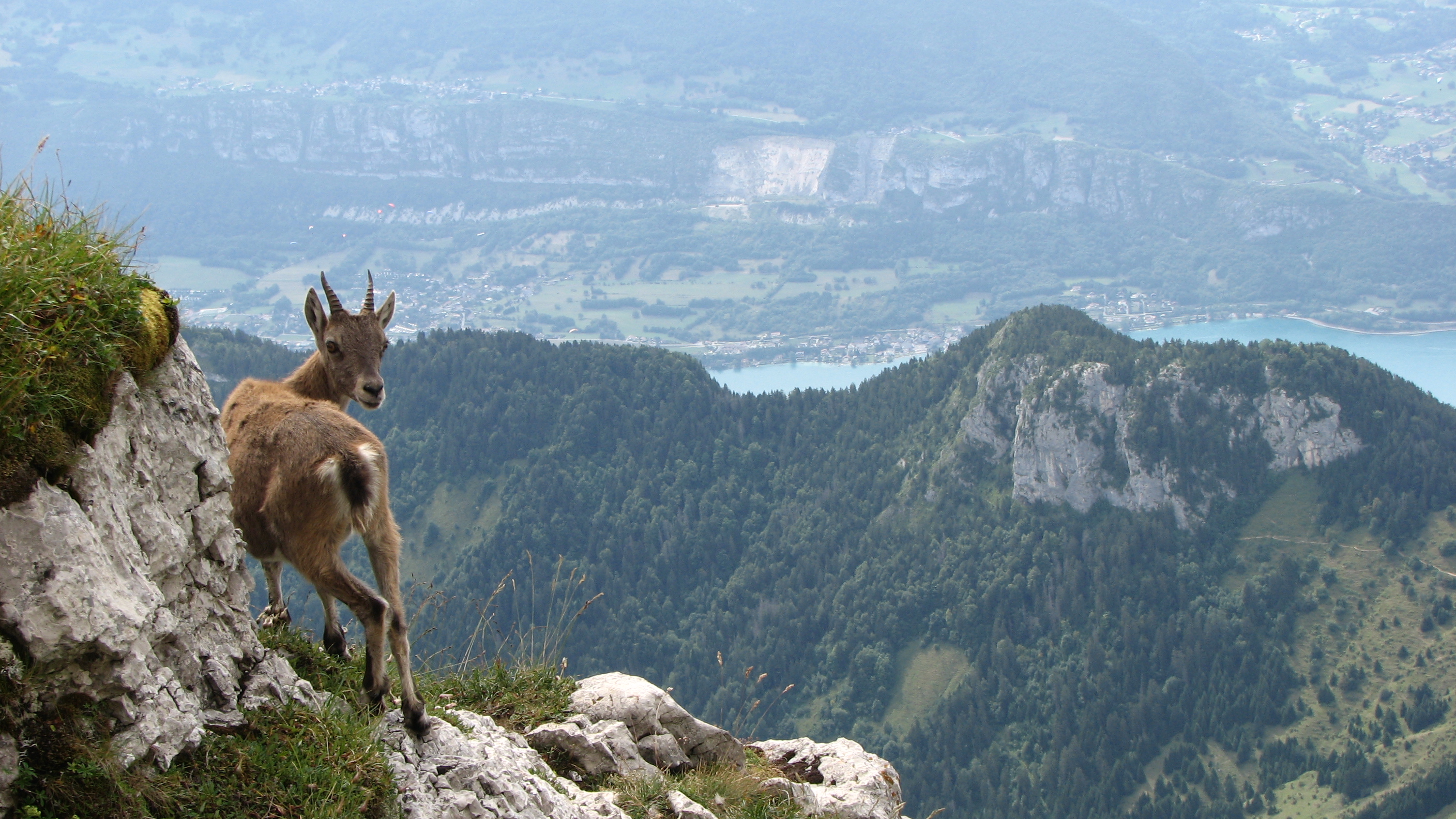 Bouquetin lac annecy