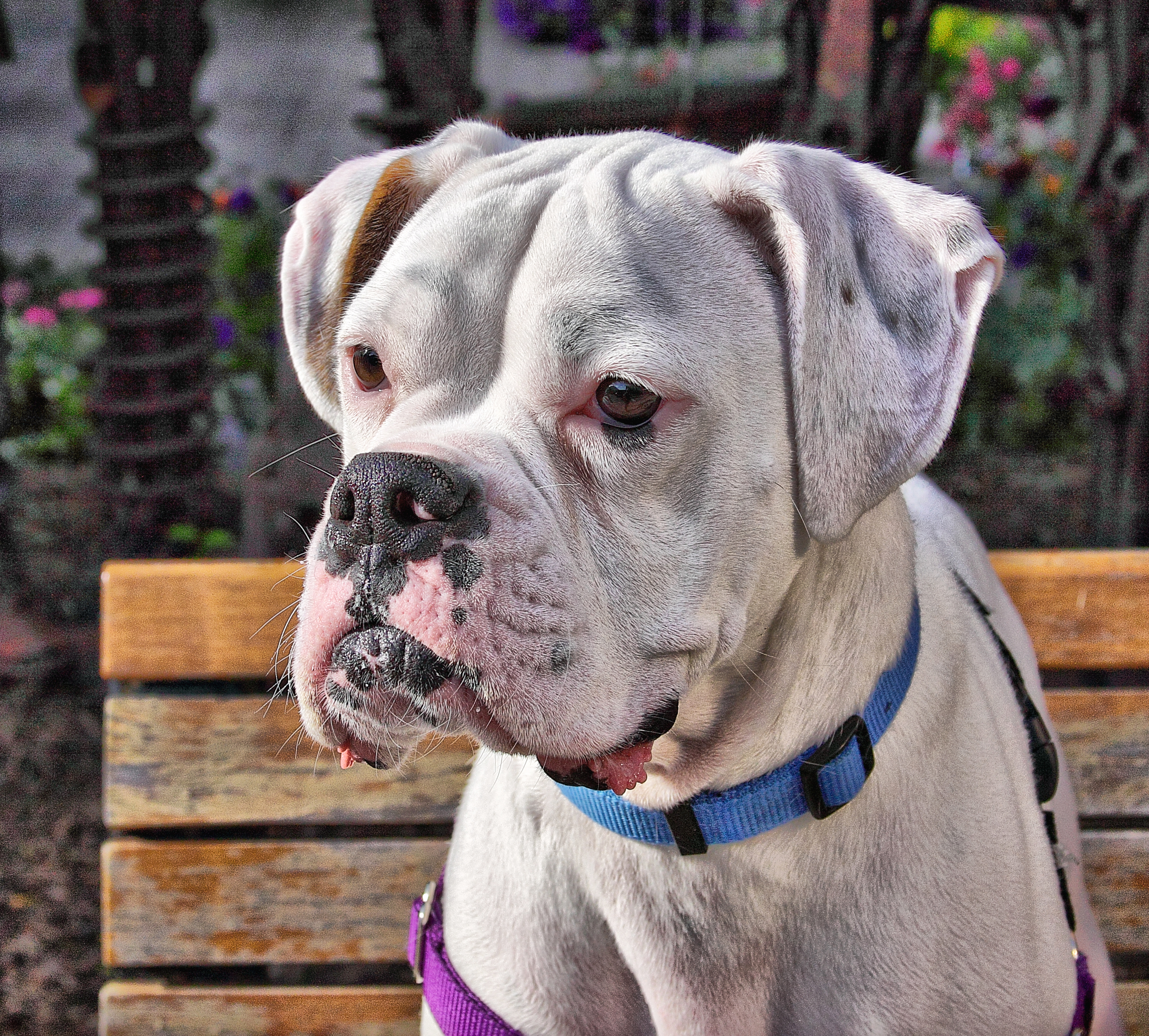 Boxerdog
