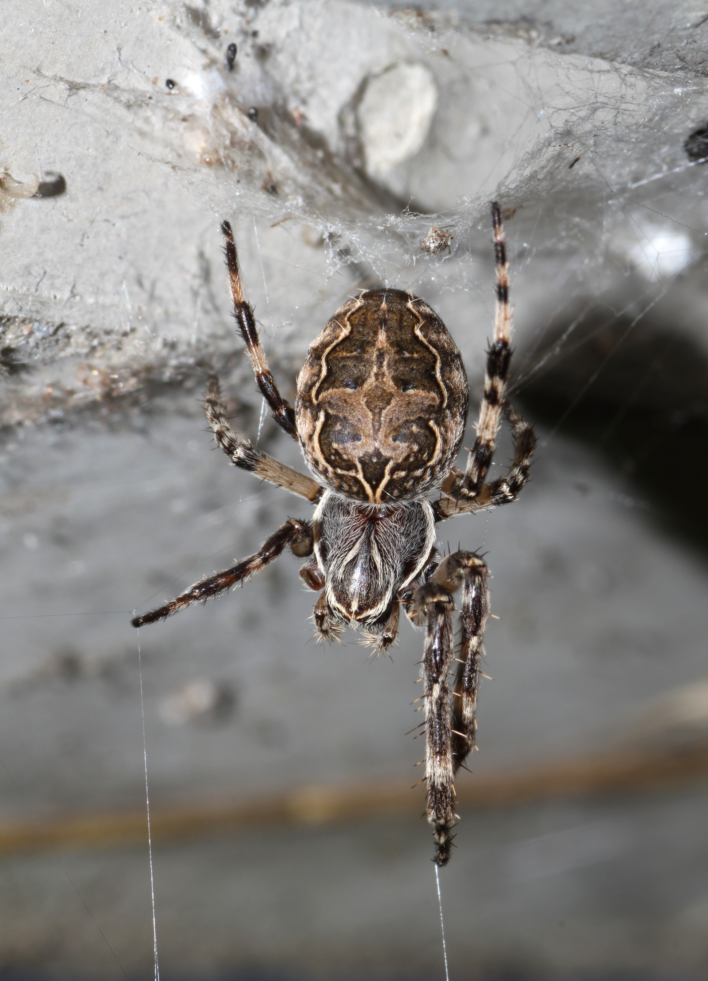 Brückenspinne-Larinioides-sclopetarius