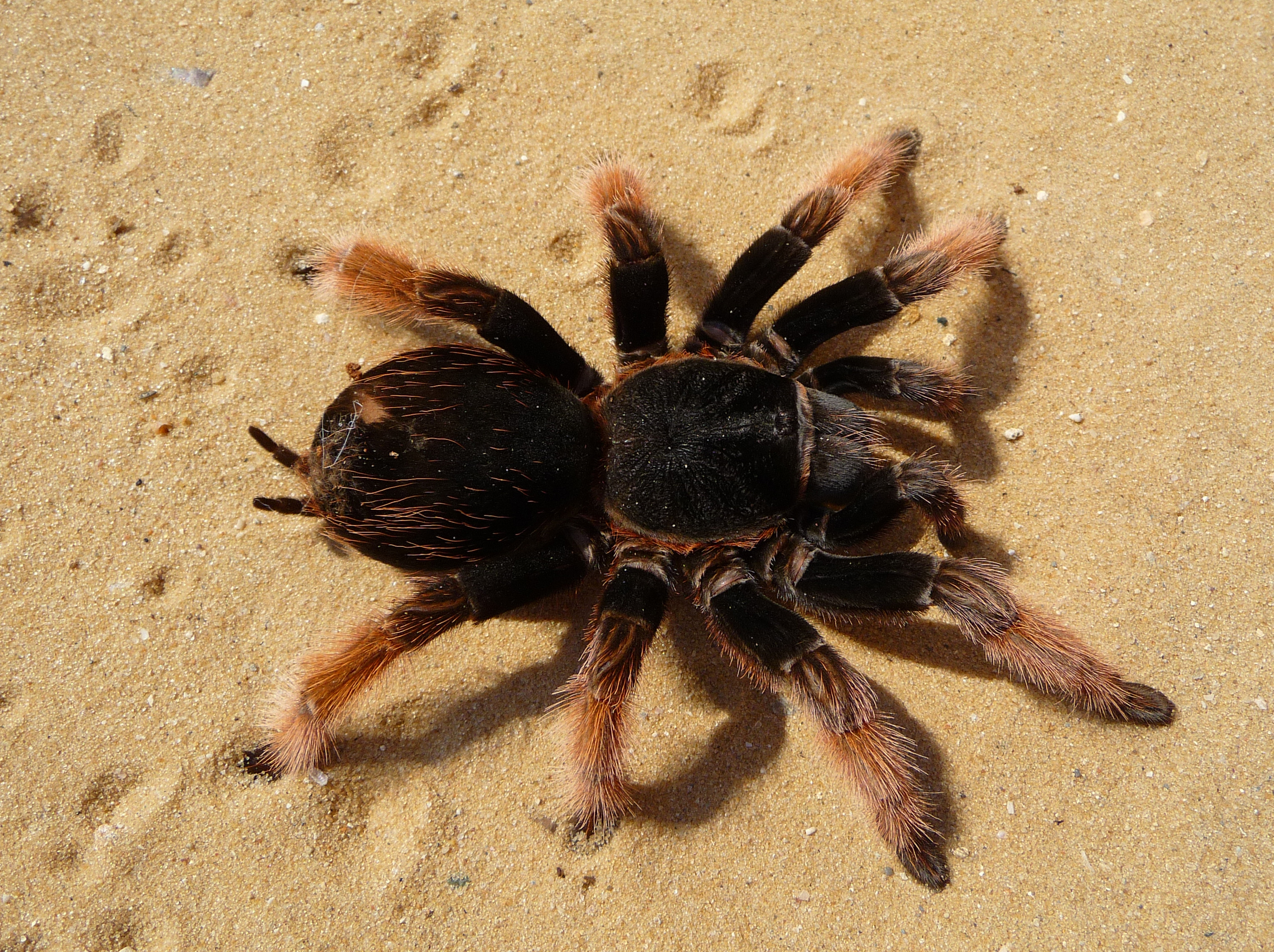 Brachypelma klaasi 2009 G01 cropped