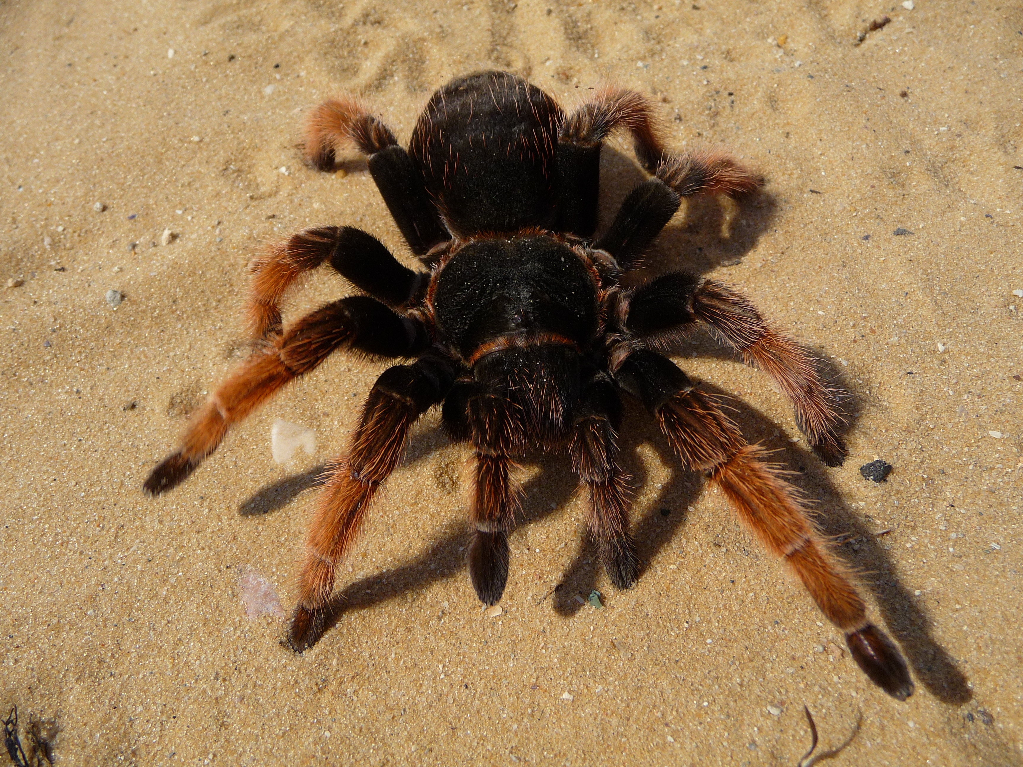 Brachypelma klaasi 2009 G03