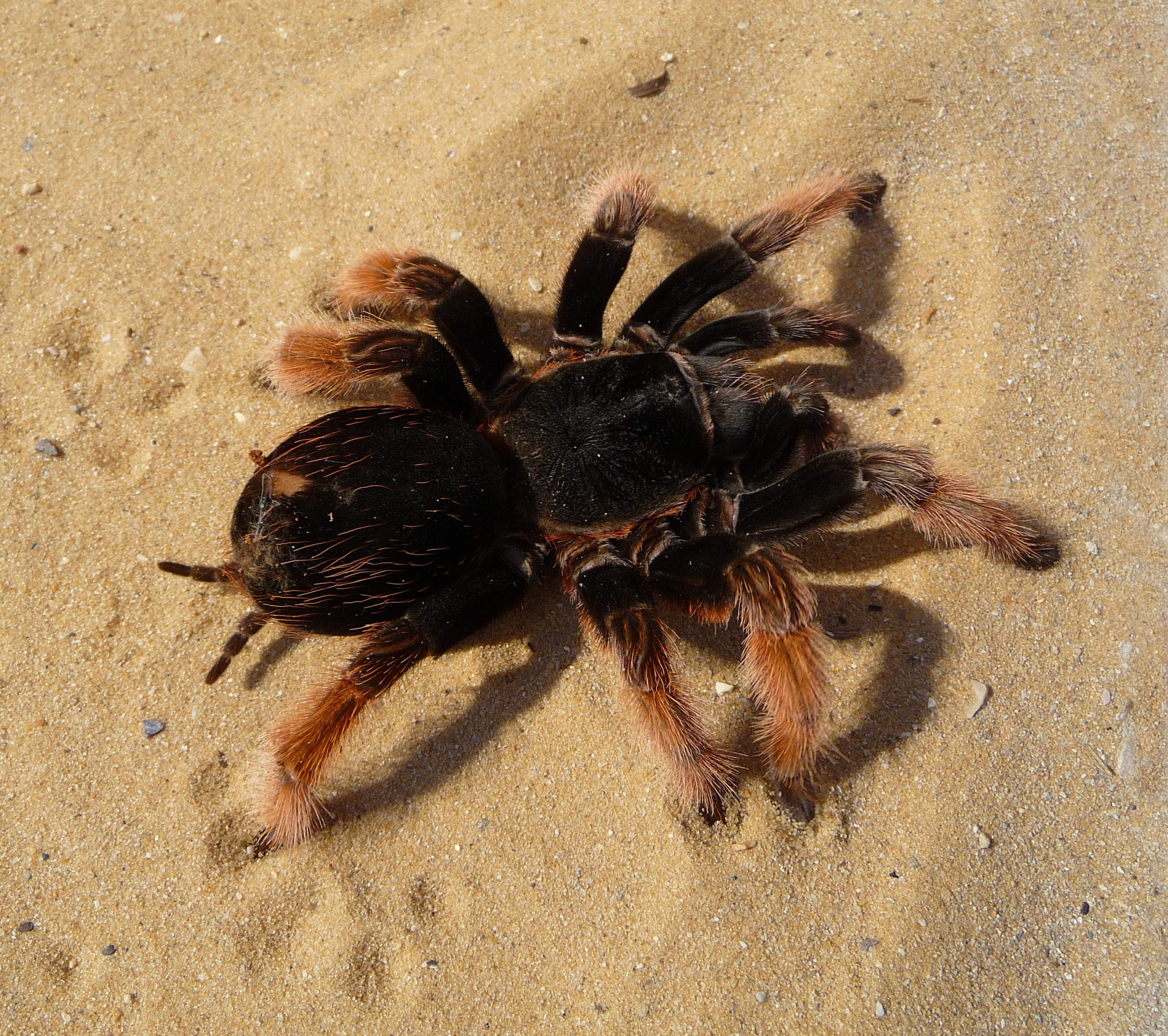 Brachypelma klaasi 2009 G05