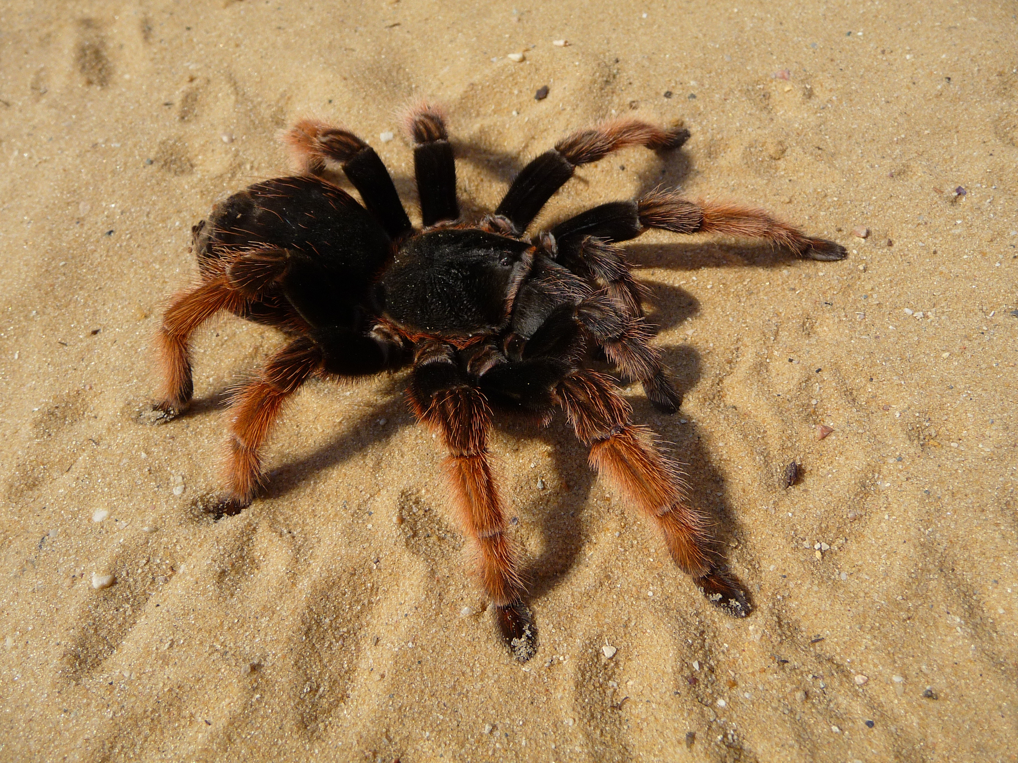 Brachypelma klaasi 2009 G08