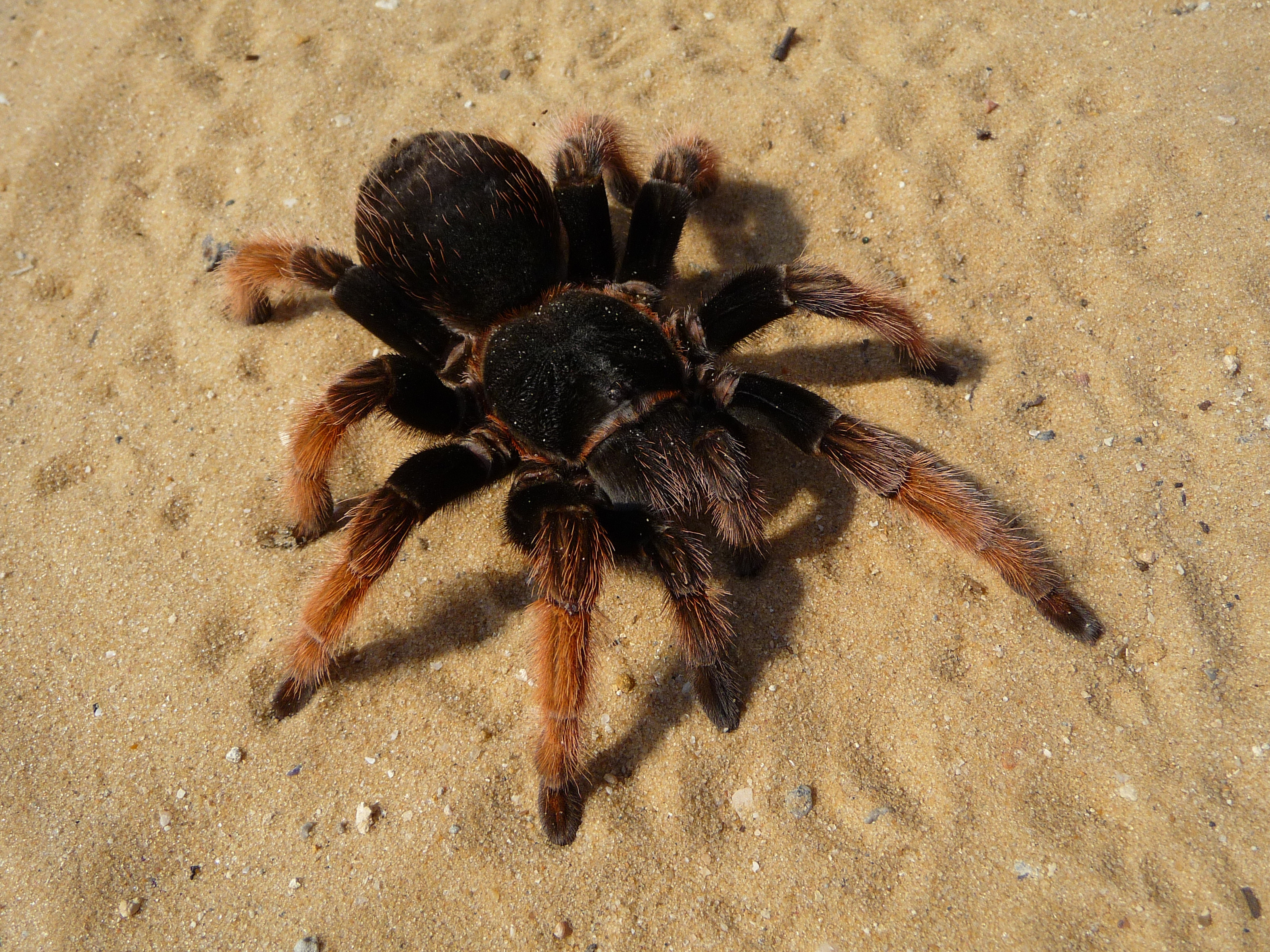Brachypelma klaasi 2009 G12