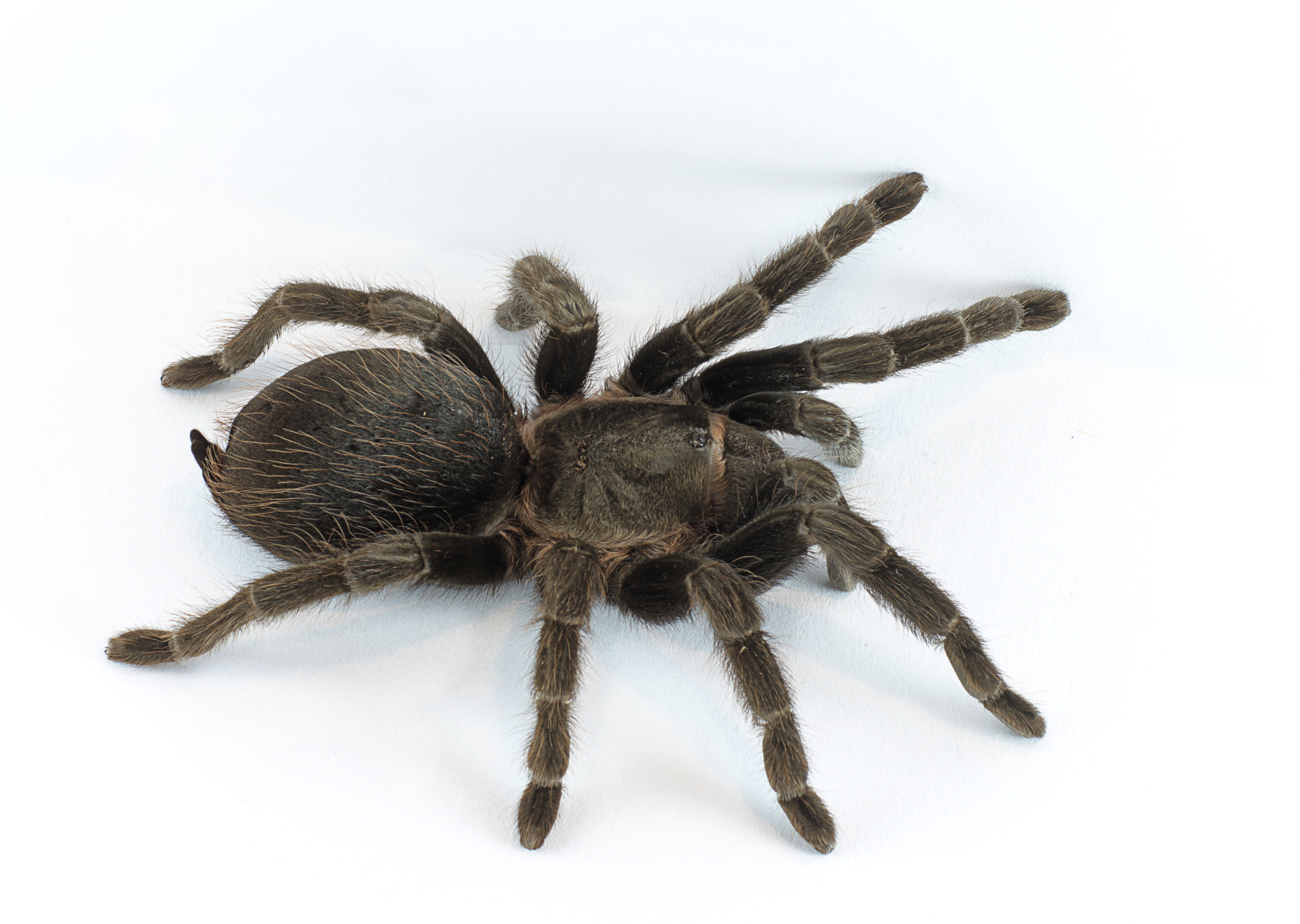 Brachypelma vagans p1