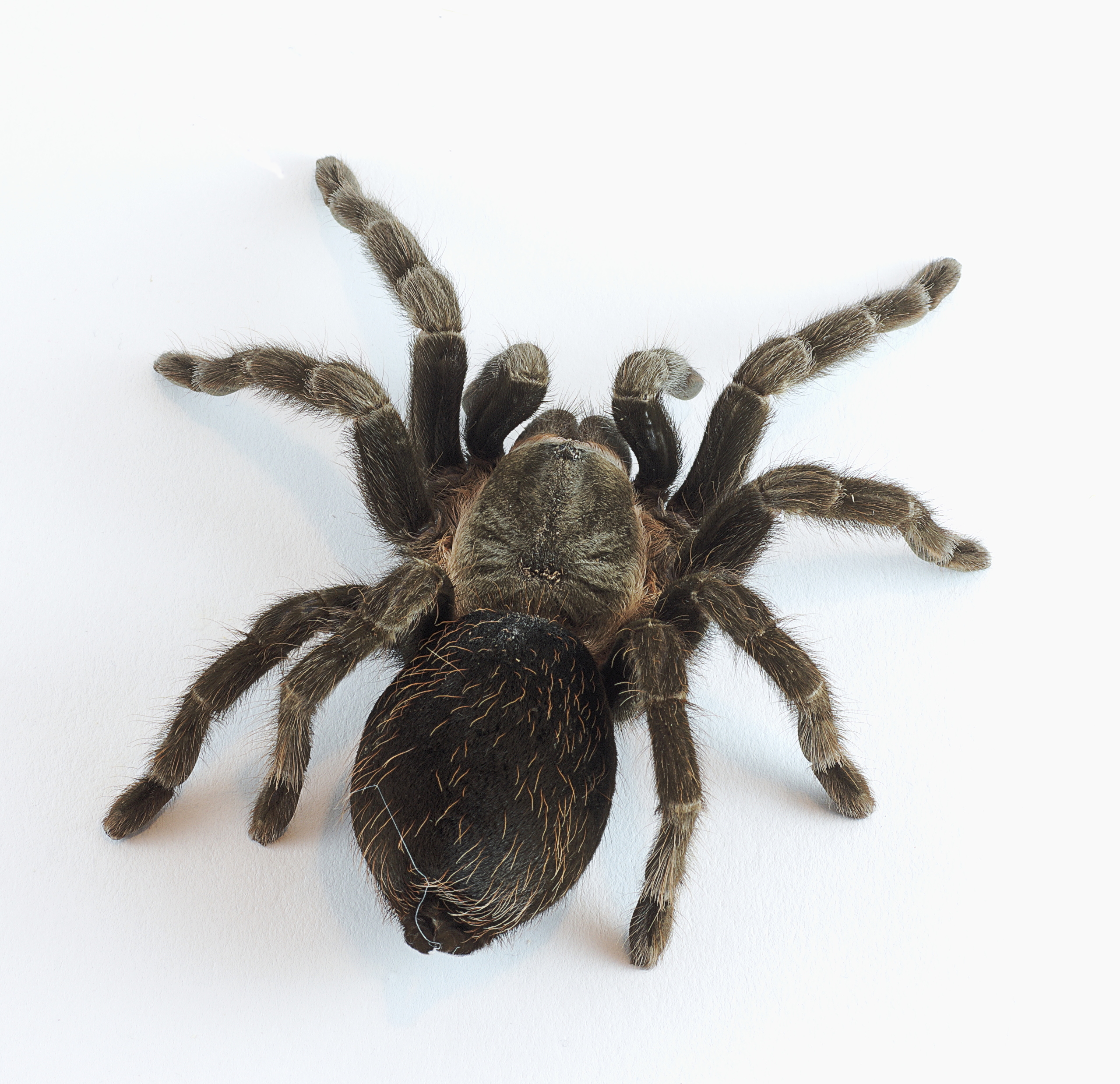 Brachypelma vagans p2