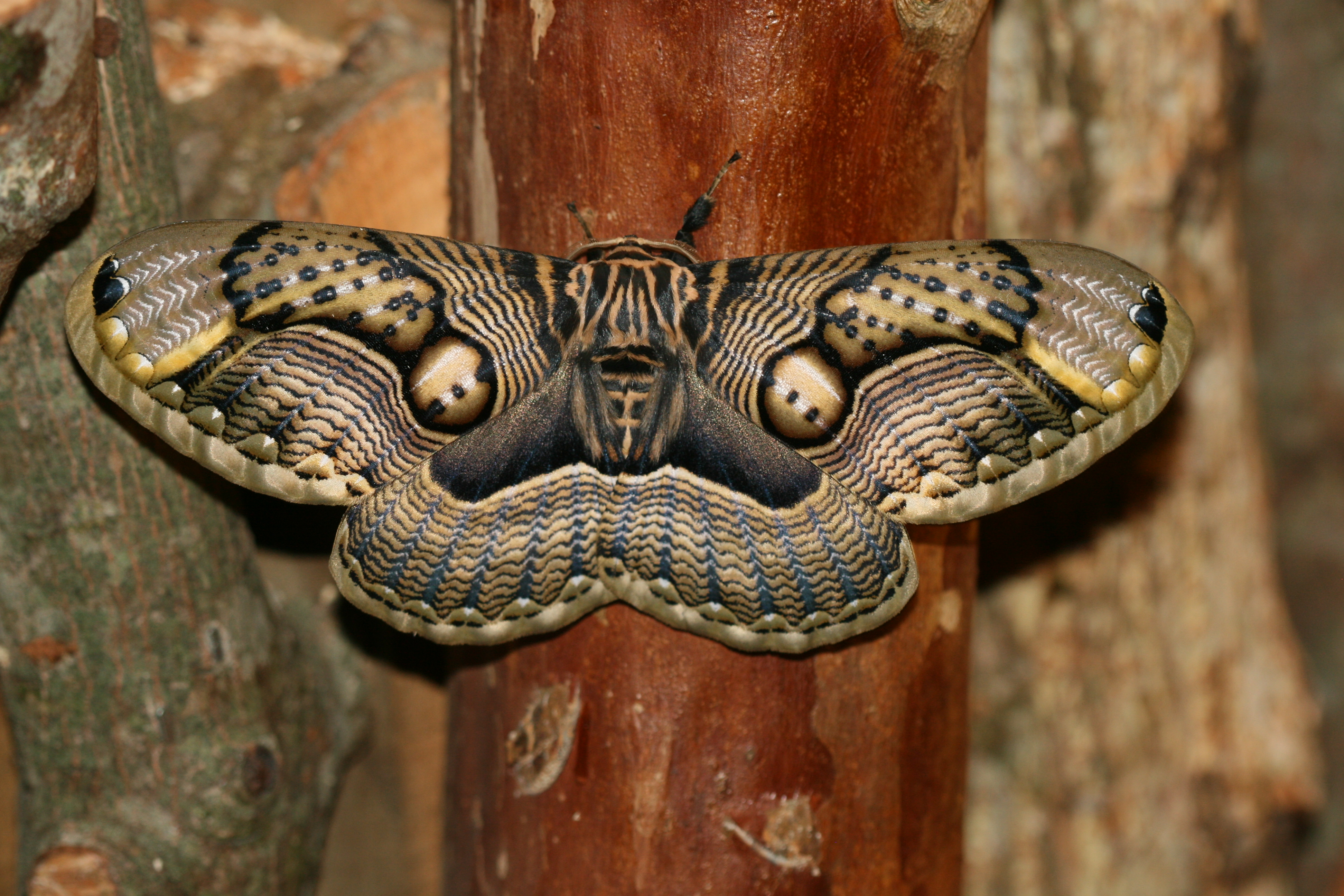 Brahmaea wallichii insulata (Brahmeid Moth)