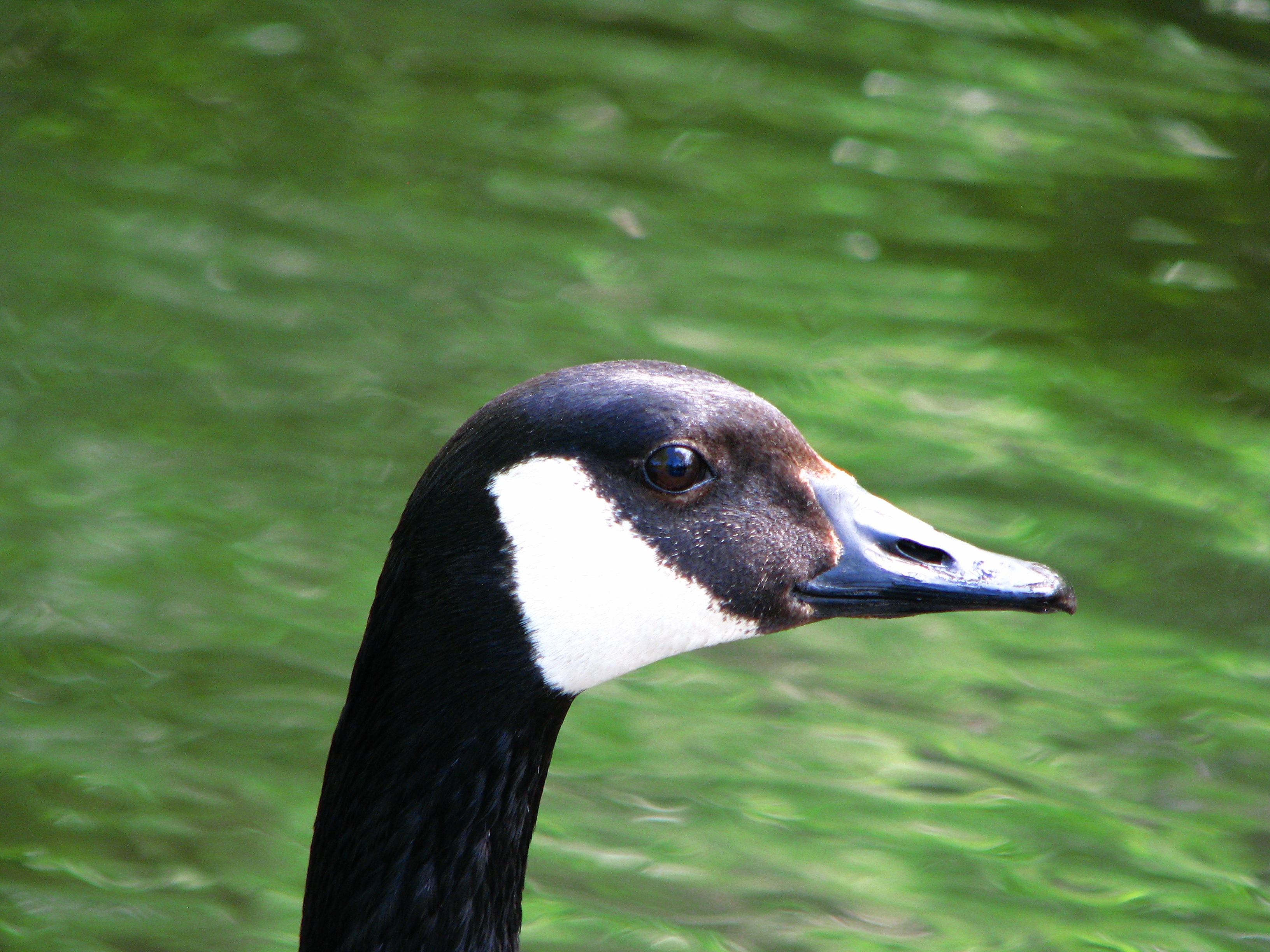 Branta canadensis -Smythe Park, Toronto, Canada -head-8
