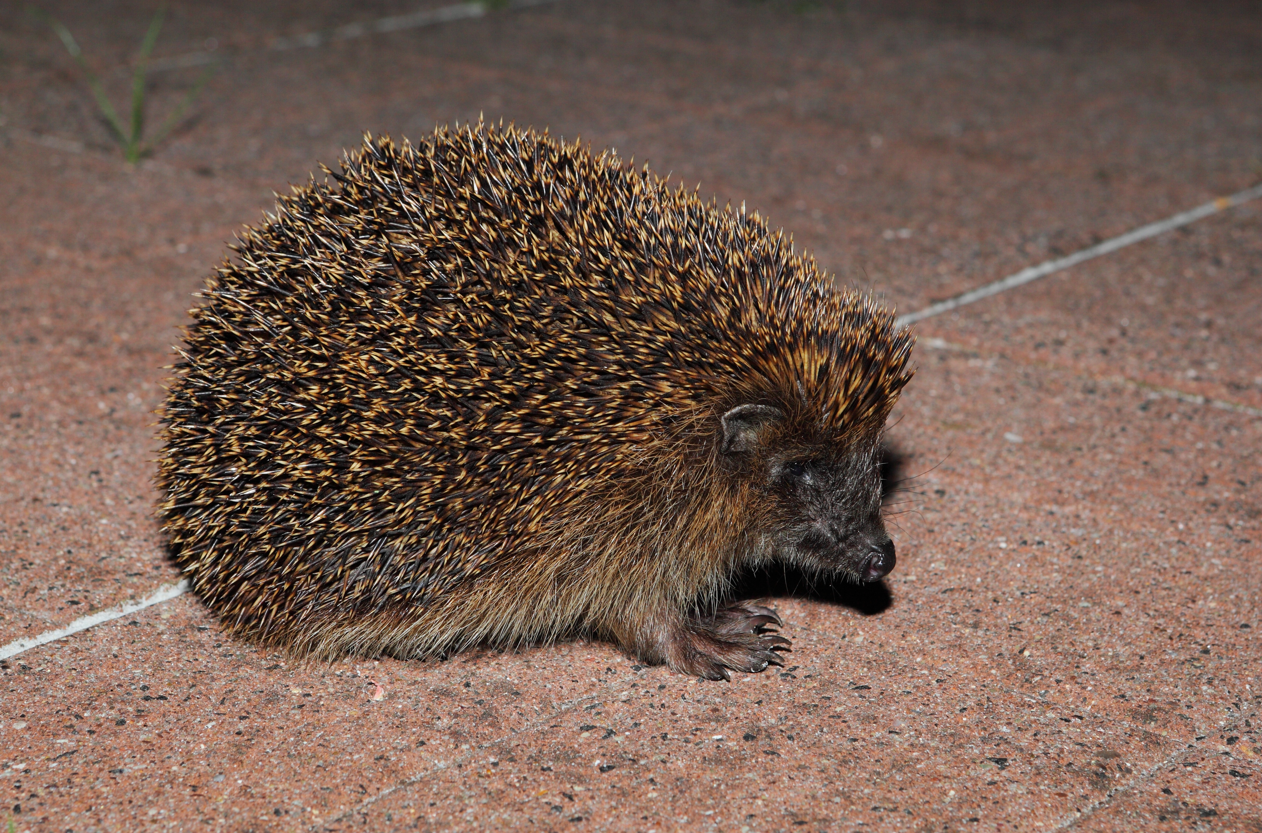 Braunbrustigel