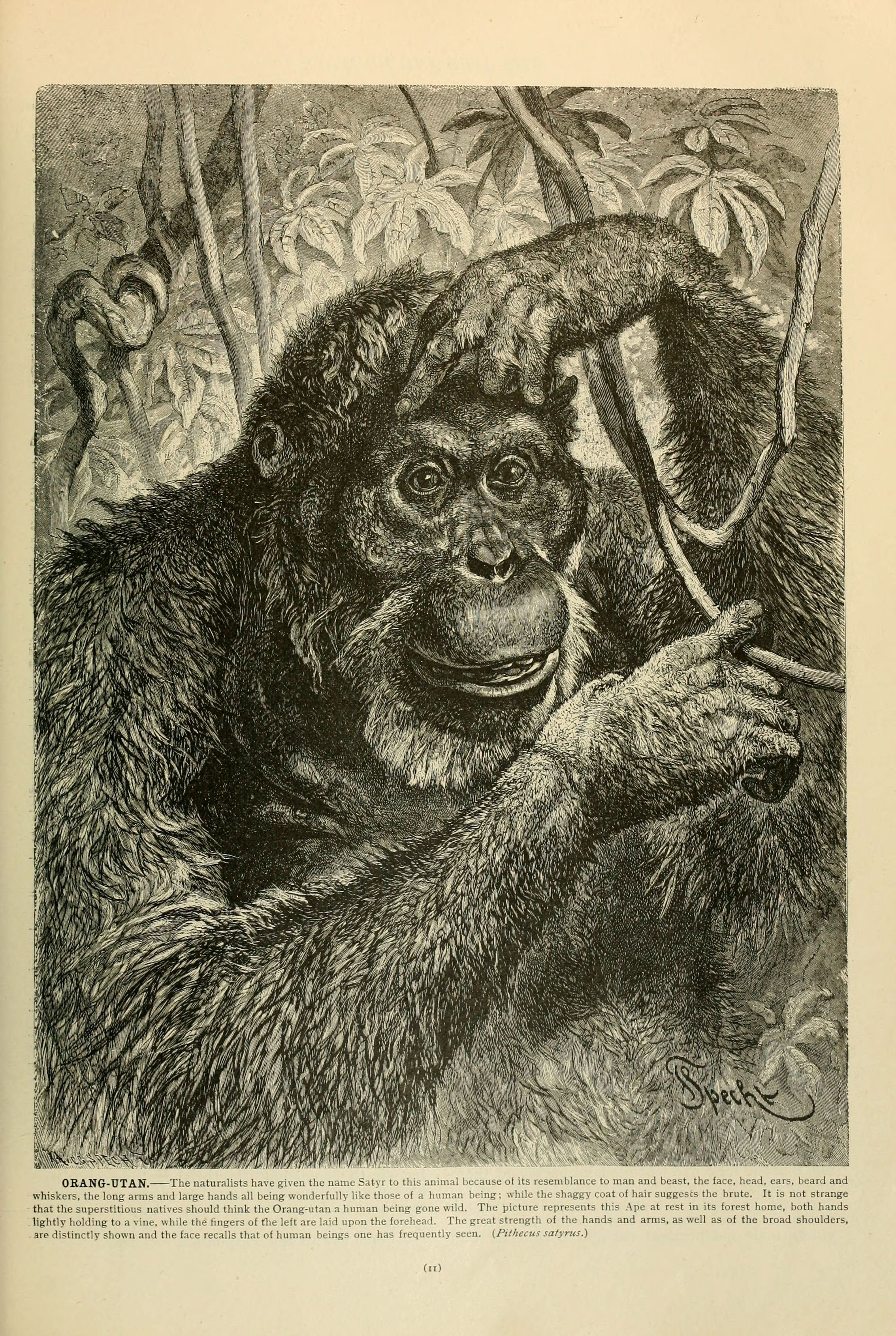 Brehm's Life of animals (Page 11) (6220147991)