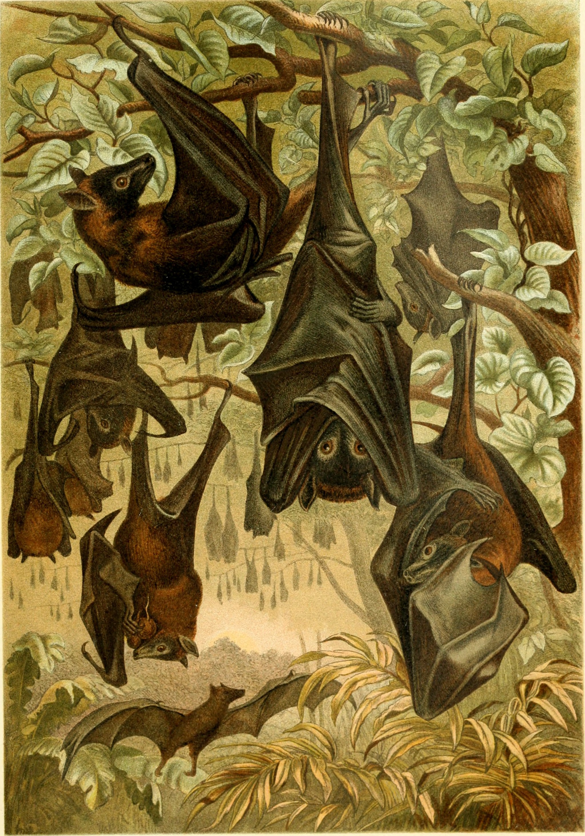 Brehms Tierleben. Allgemeine kunde des Tierreichs (1911) (19791455764)