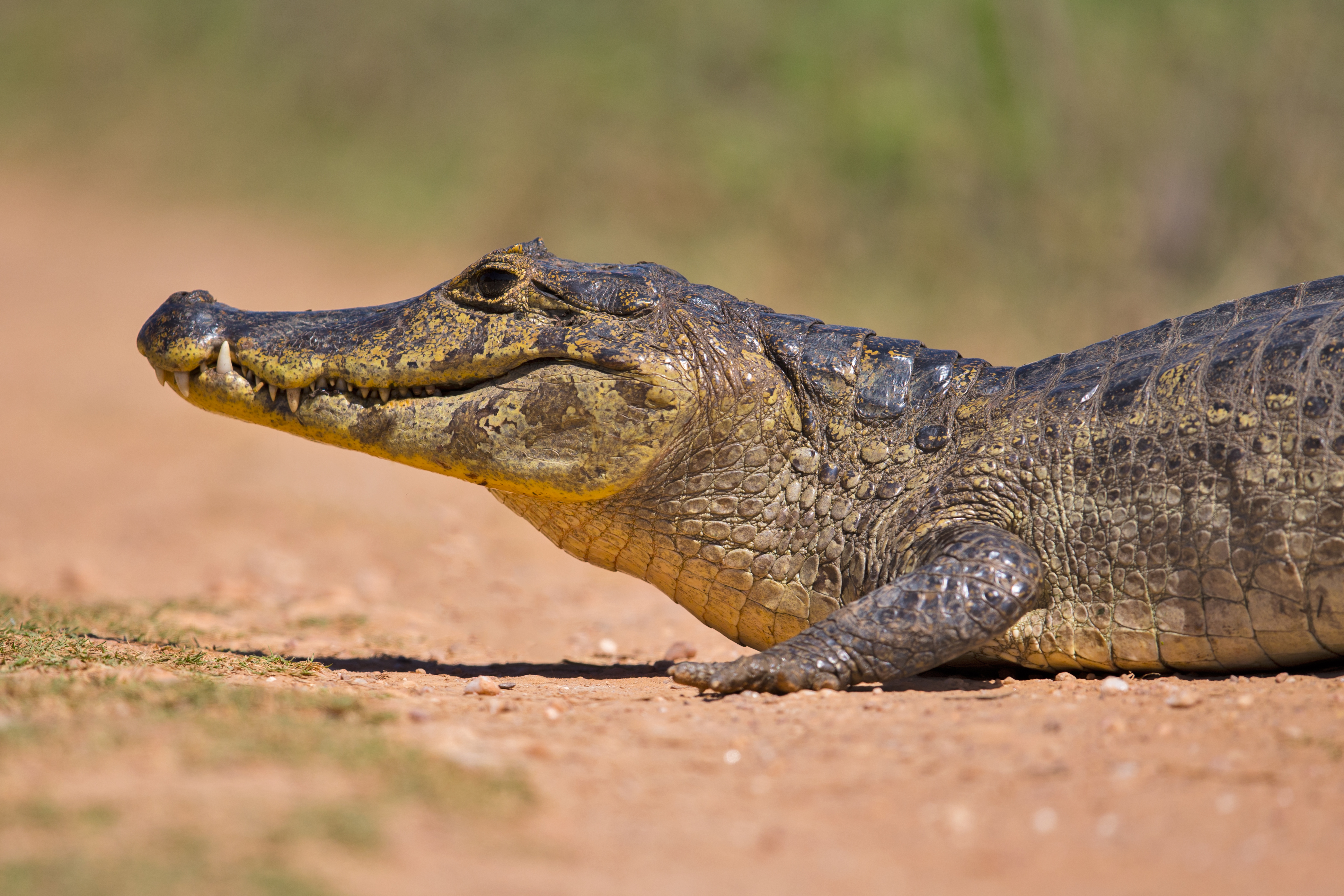 Brillenkaiman Caiman yacare