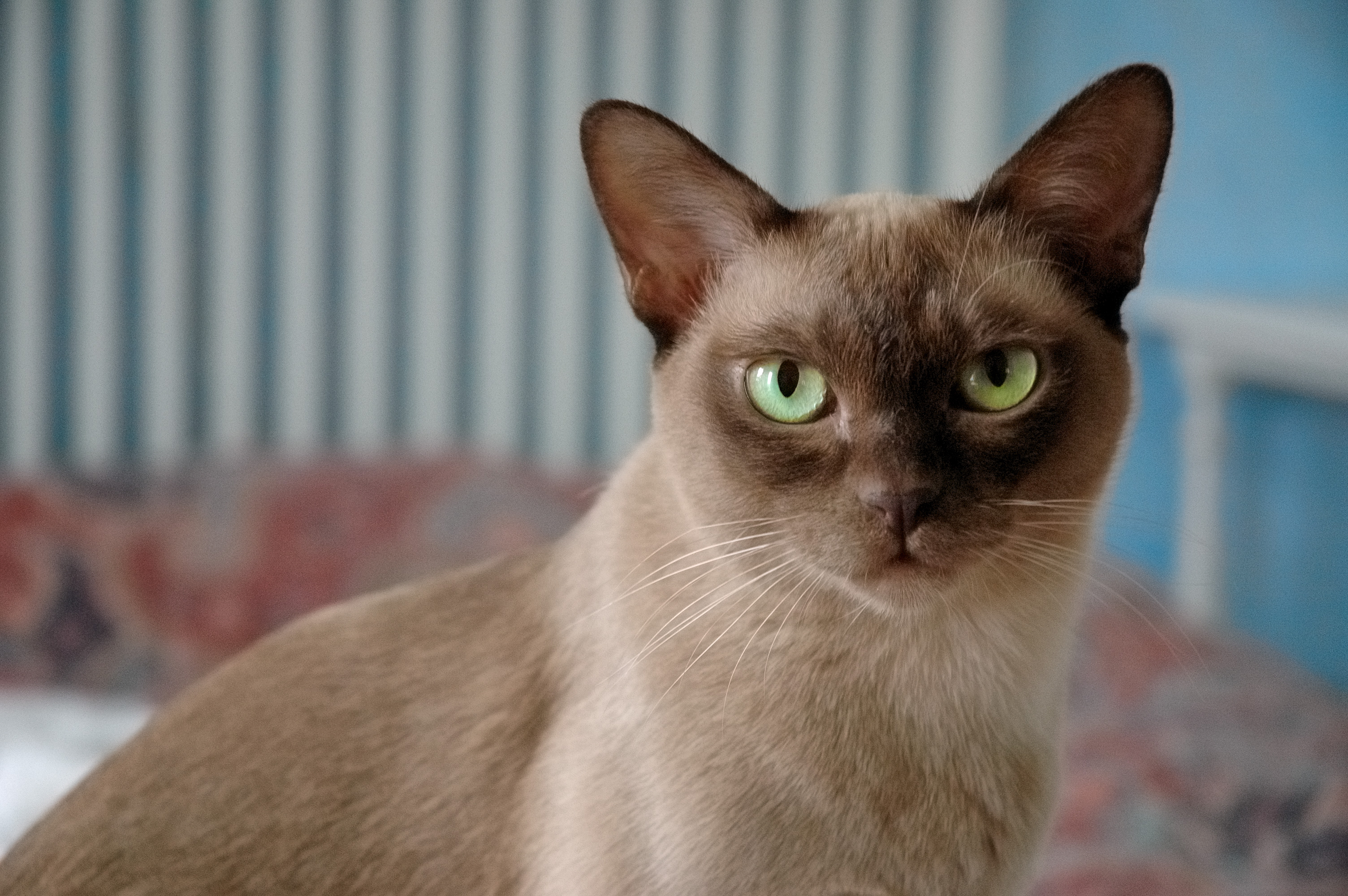 British burmese-Felicia 784