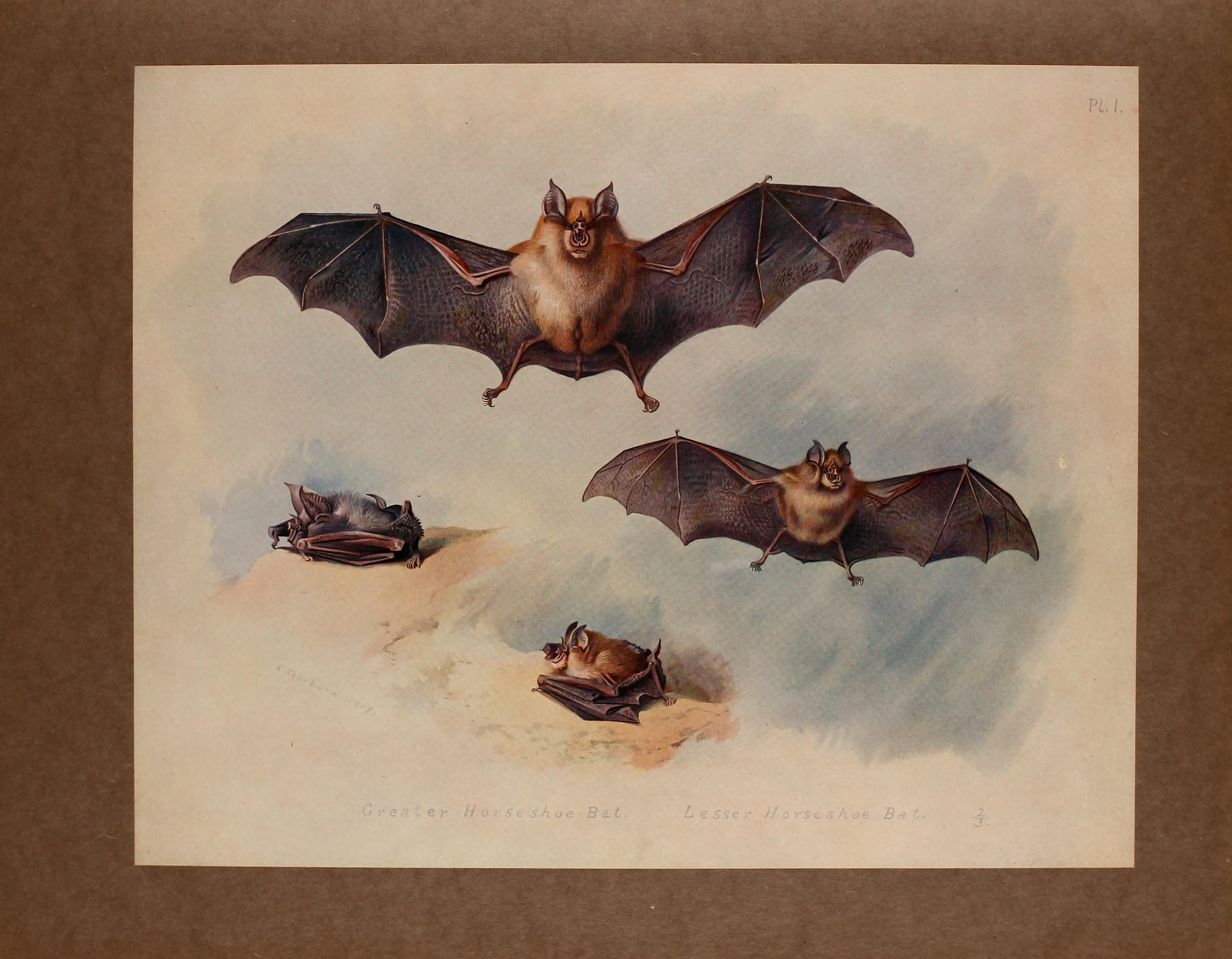 British mammals (Pl. 1) BHL48418555