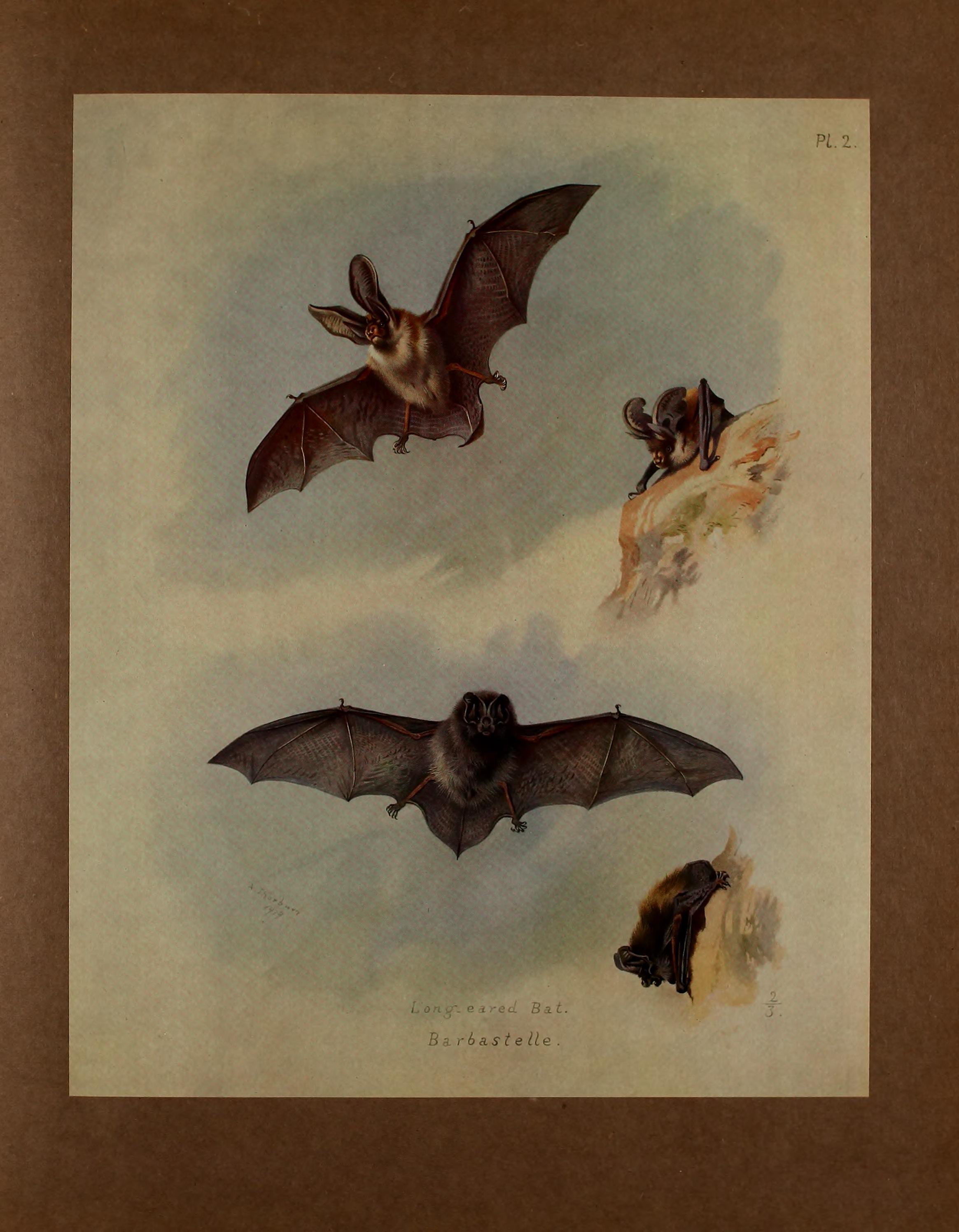 British mammals (Pl. 2) BHL48418547