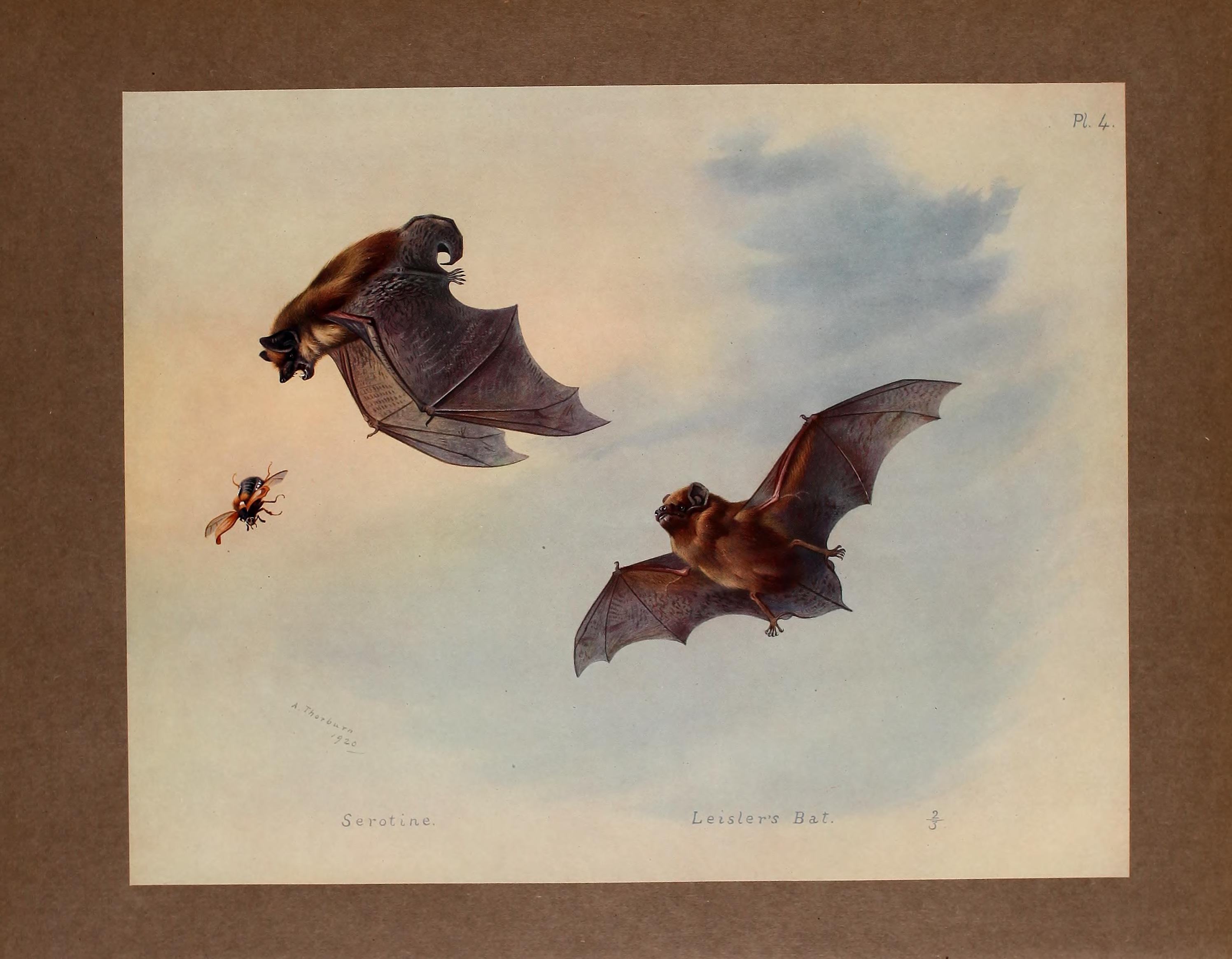 British mammals (Pl. 4) BHL48418534