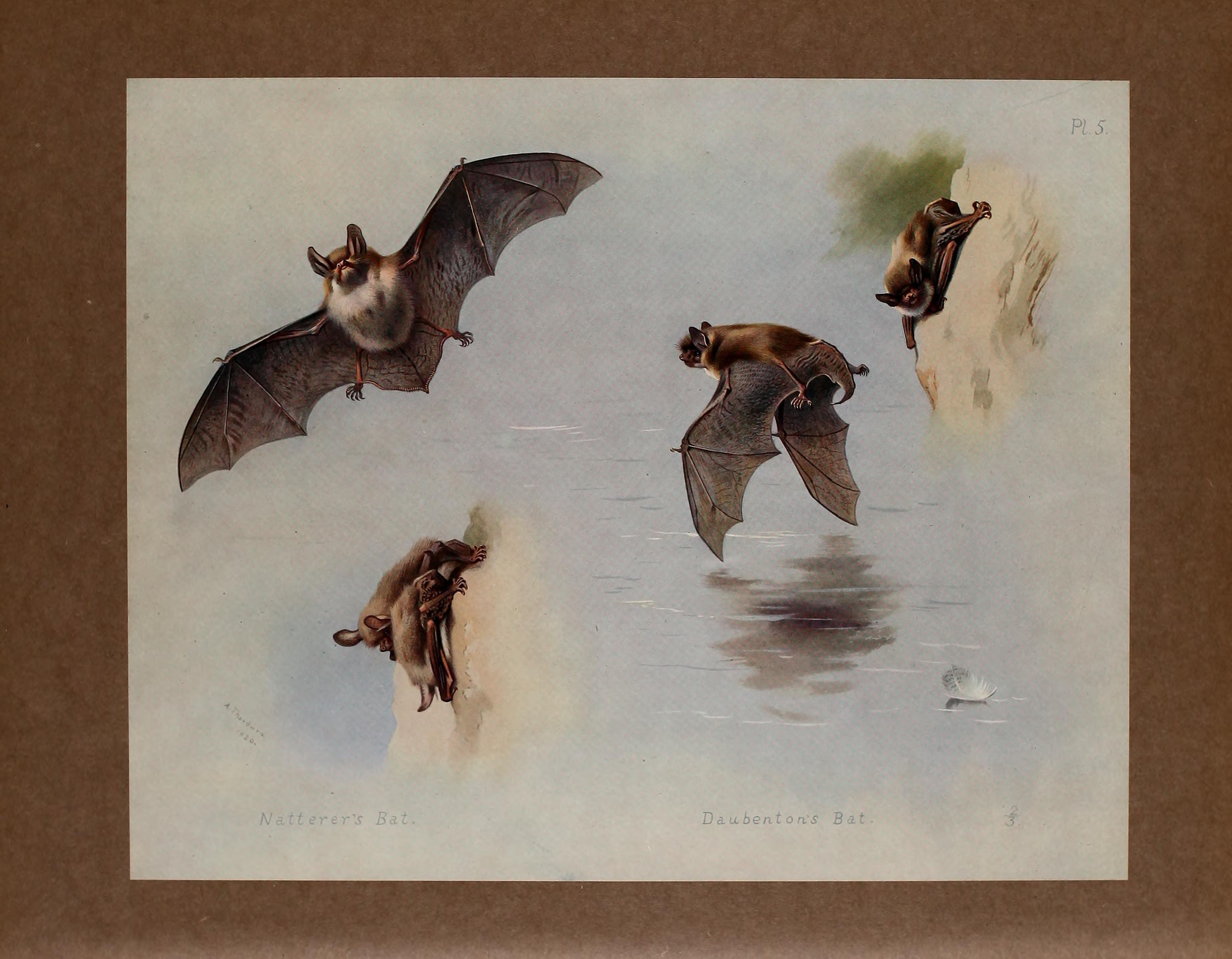 British mammals (Pl. 5) BHL48418526