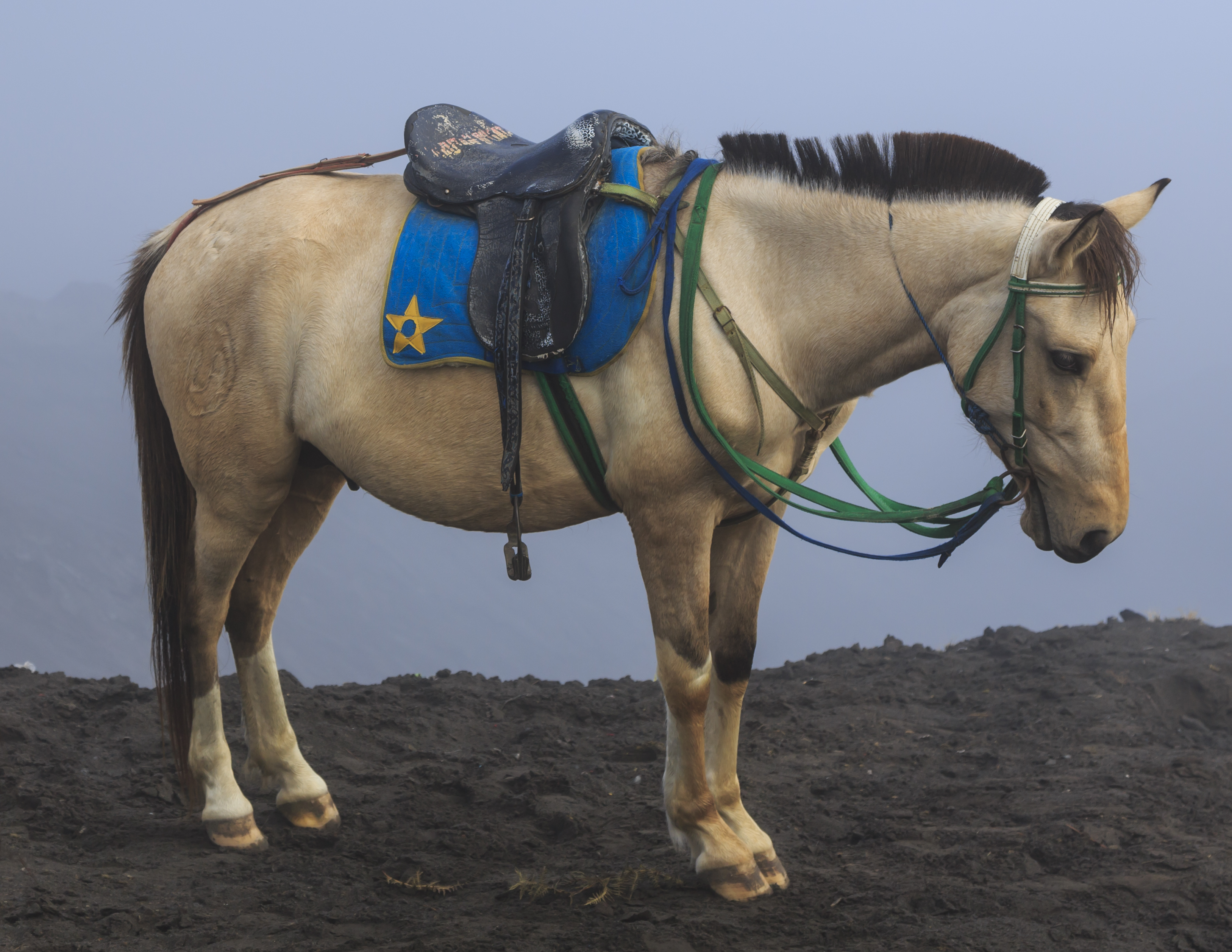 Bromo-Tengger-Semeru-National-Park Indonesia Horses-02