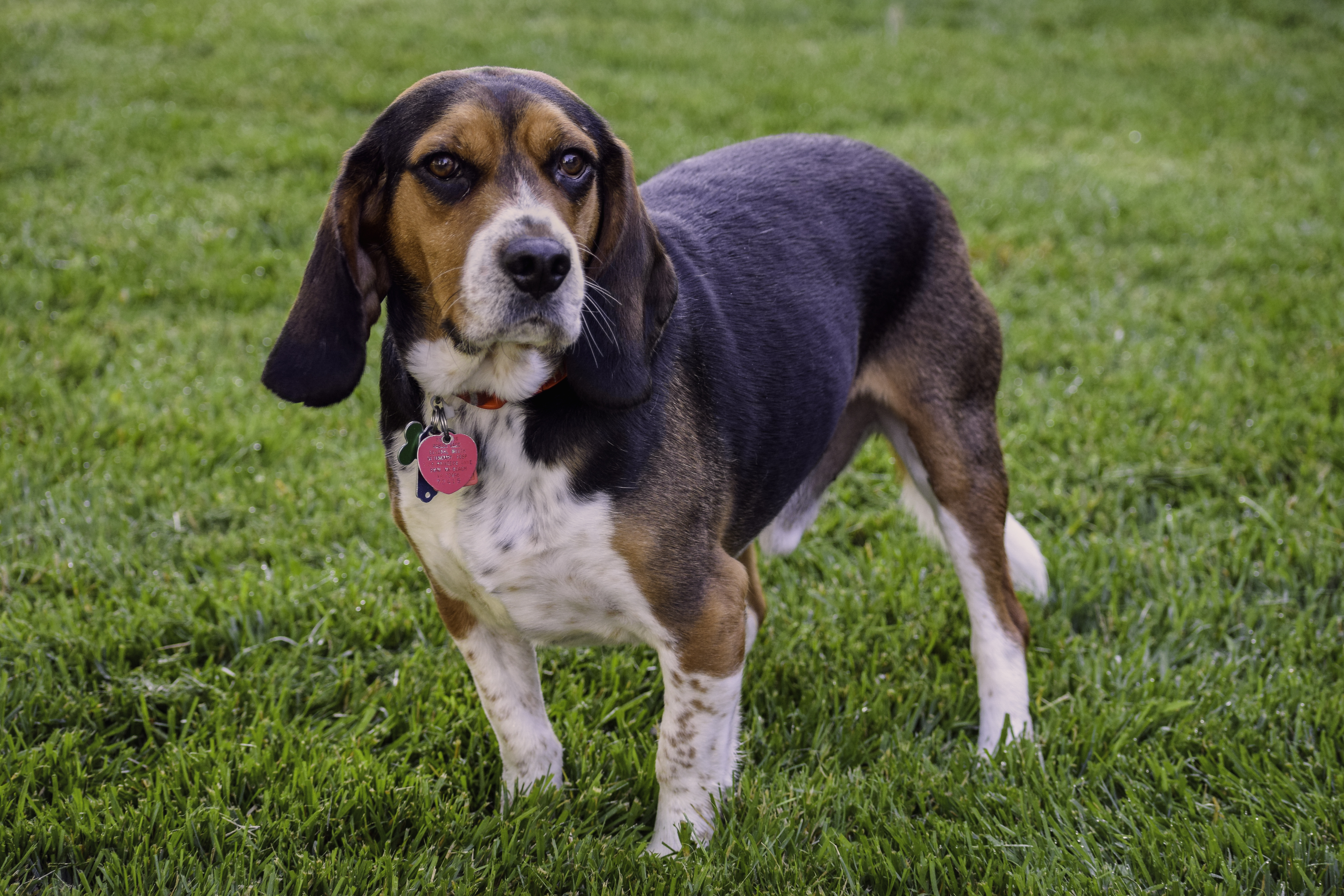 Bronco the Beagle