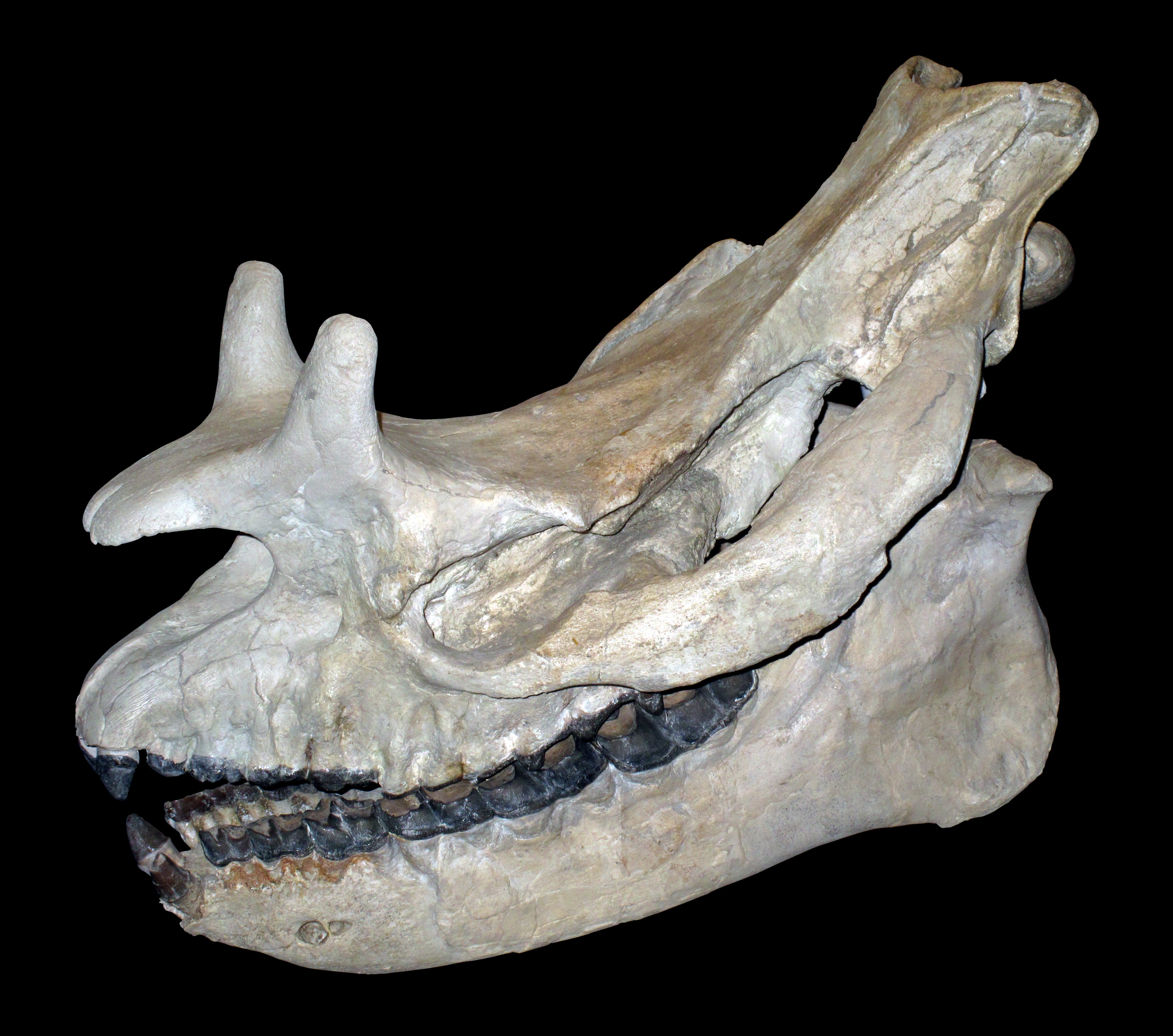 Brontotherium skull IMG 4441