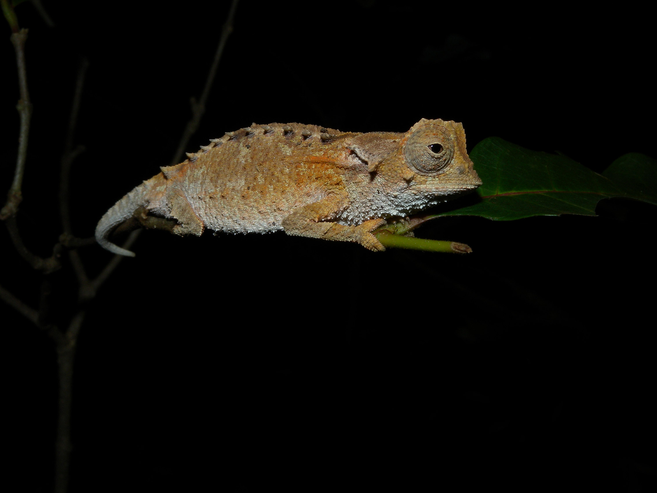 Brookesia decaryi 2008b