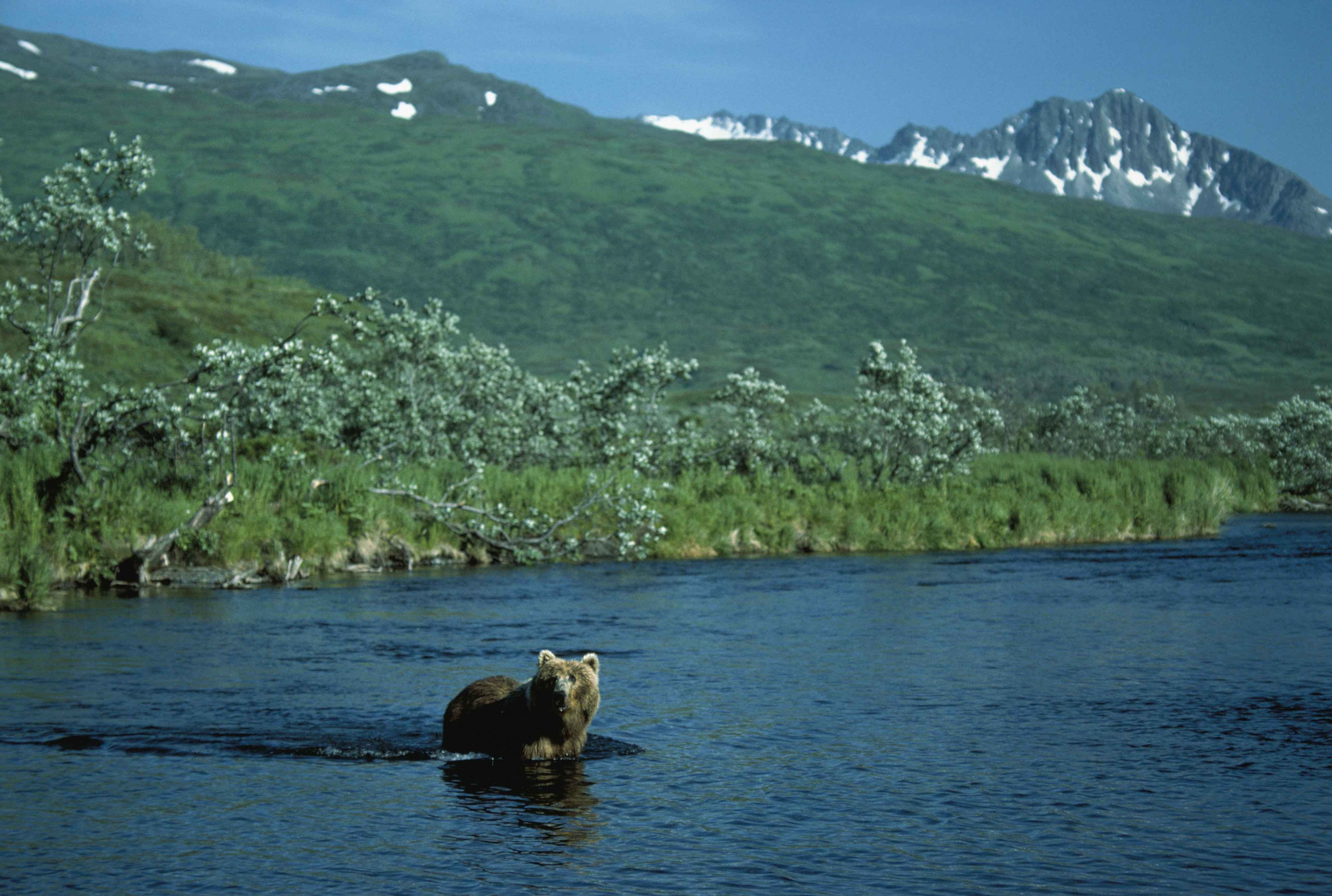 Brown bear animal in water fishing