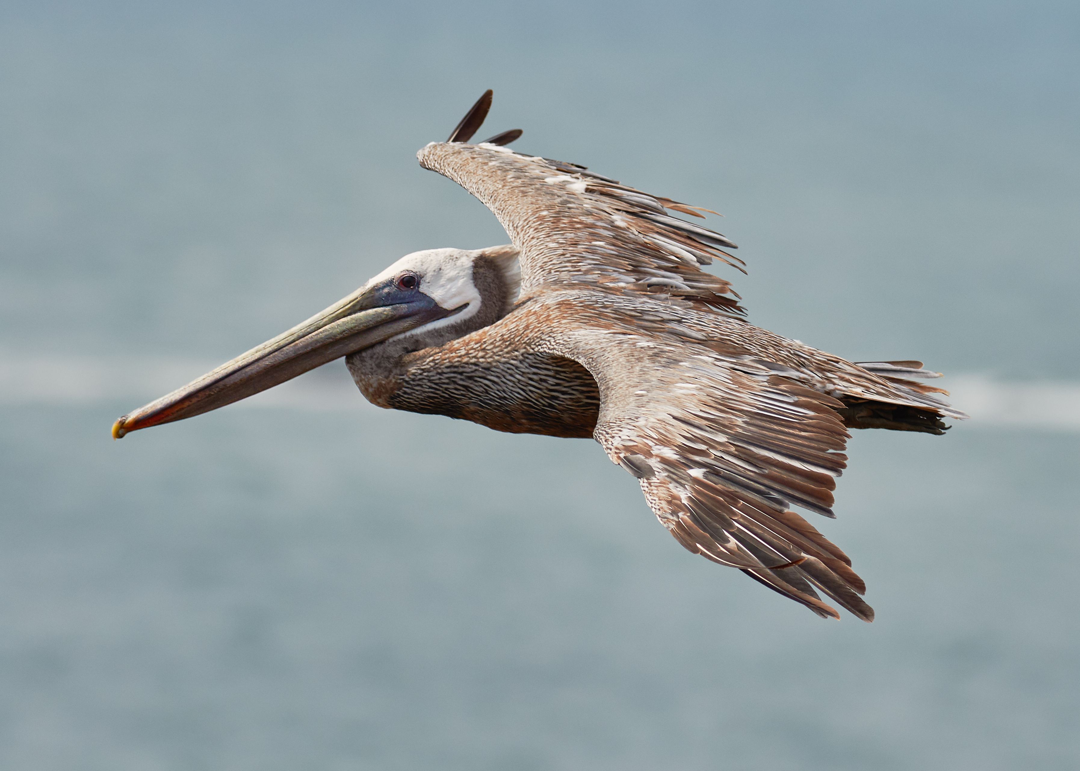 Brown pelican in flight at Rodeo Beach