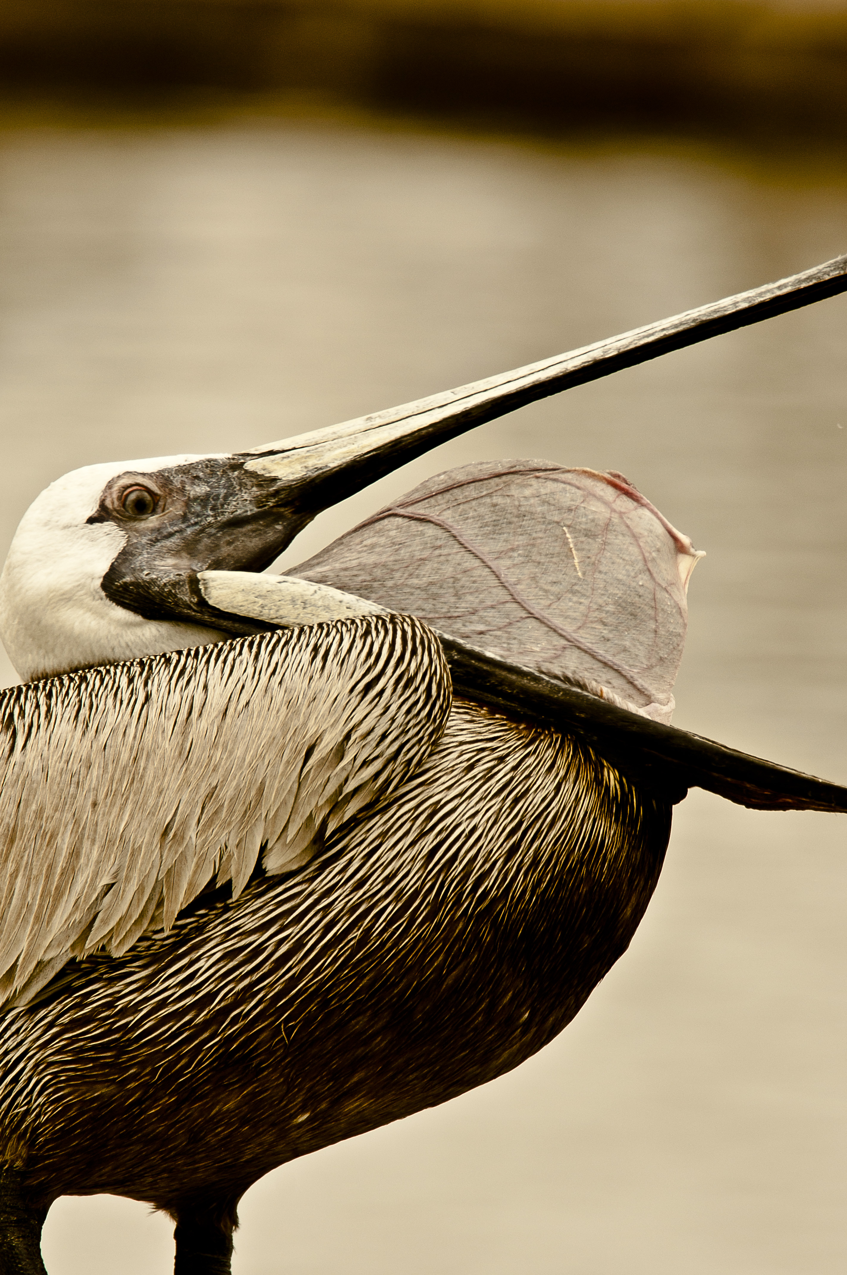 Brown Pelican open mouth