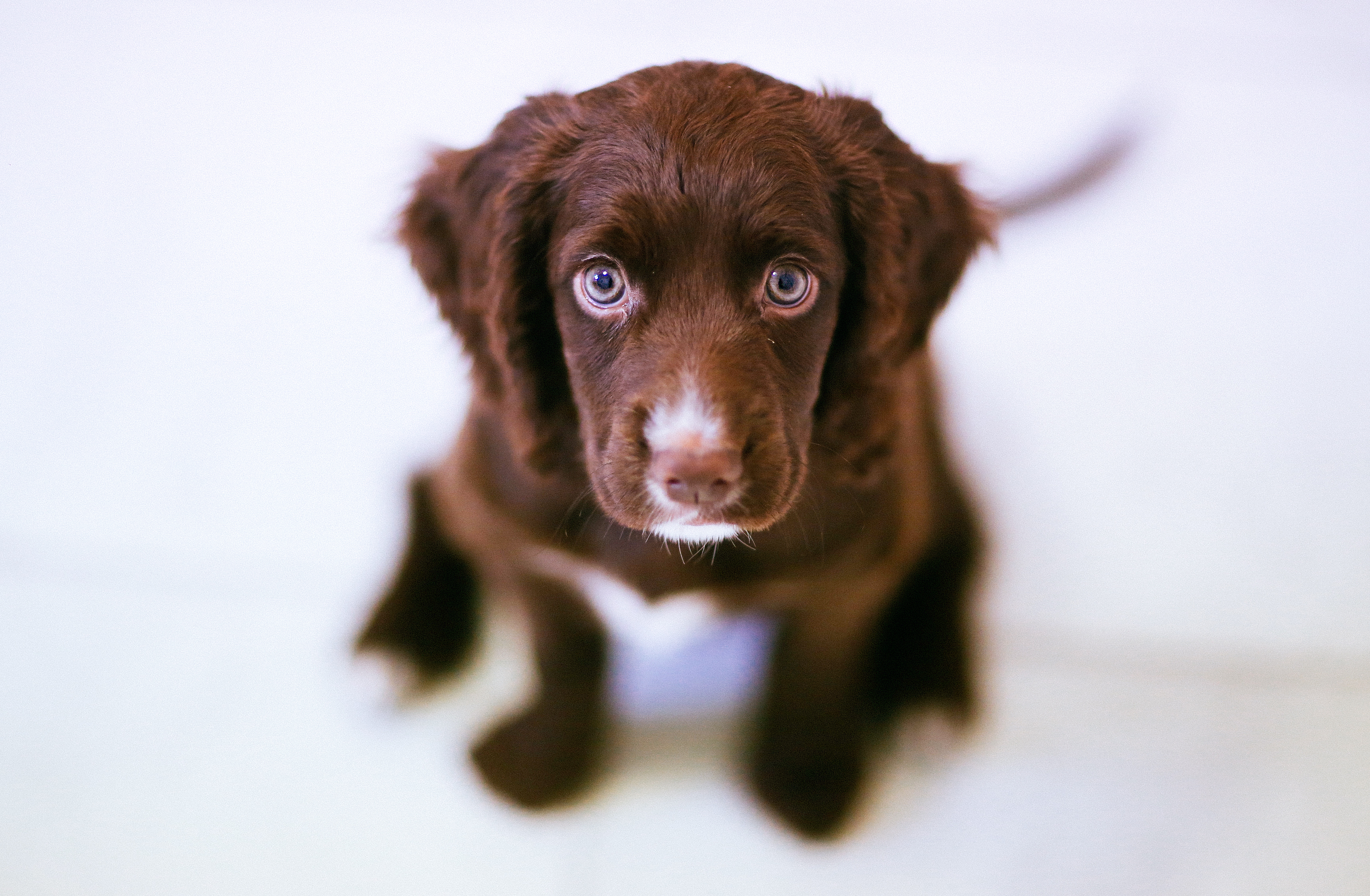 Brown puppy (9899551176)