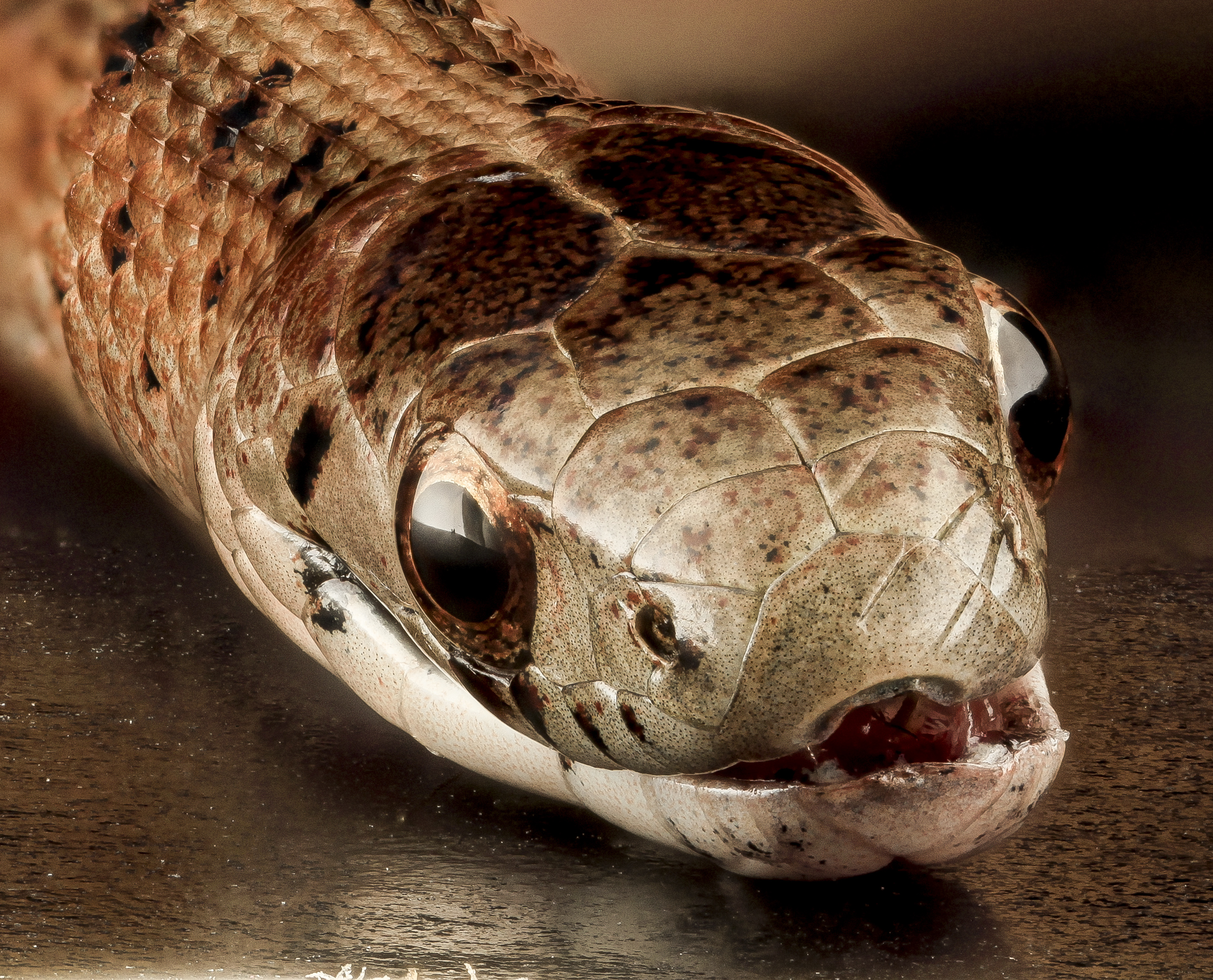 Brown Snake, U, Sde, MD, PG County 2013-08-05-16.58.29 ZS PMax (9446048309)