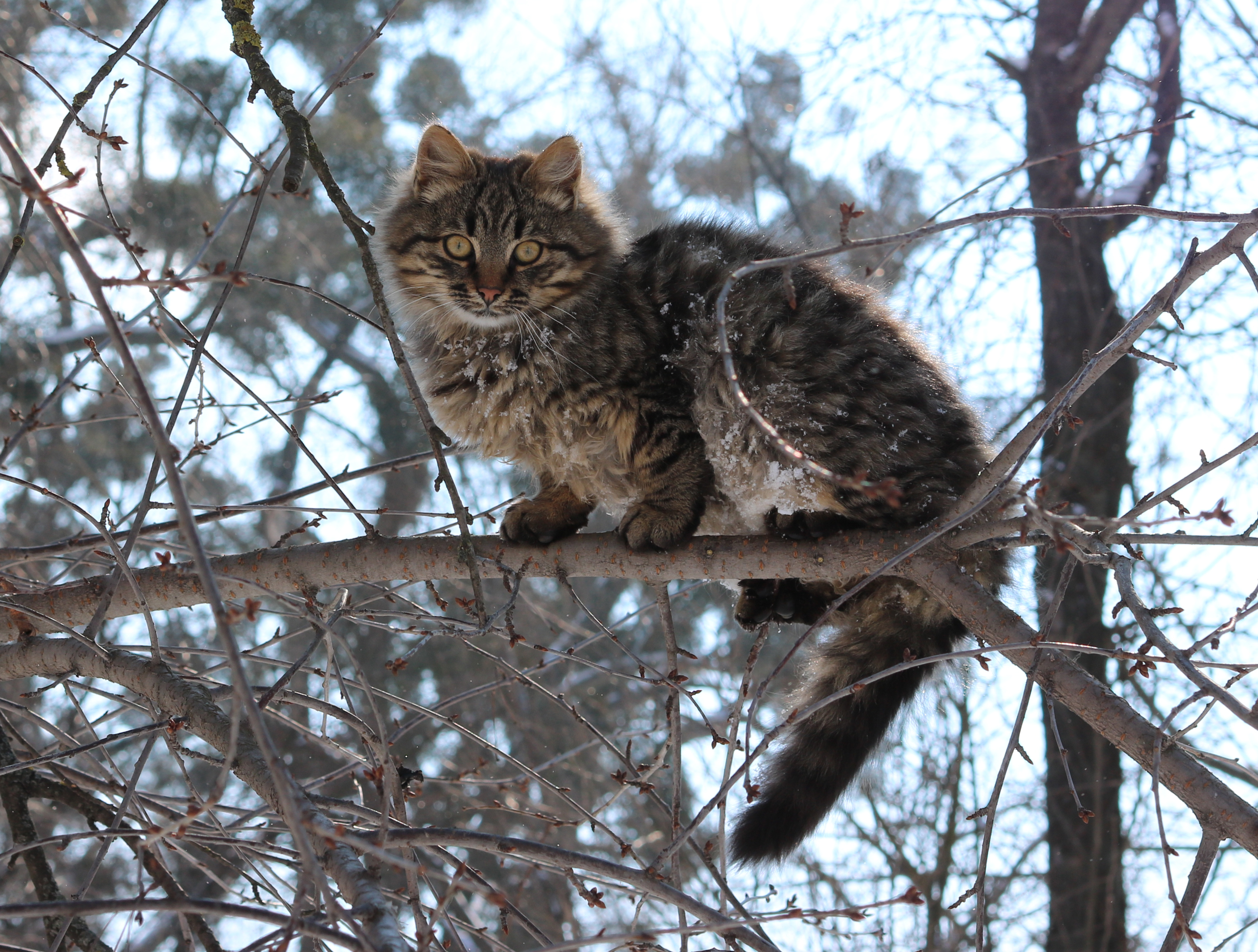 Brown tabby cat 2018 G1