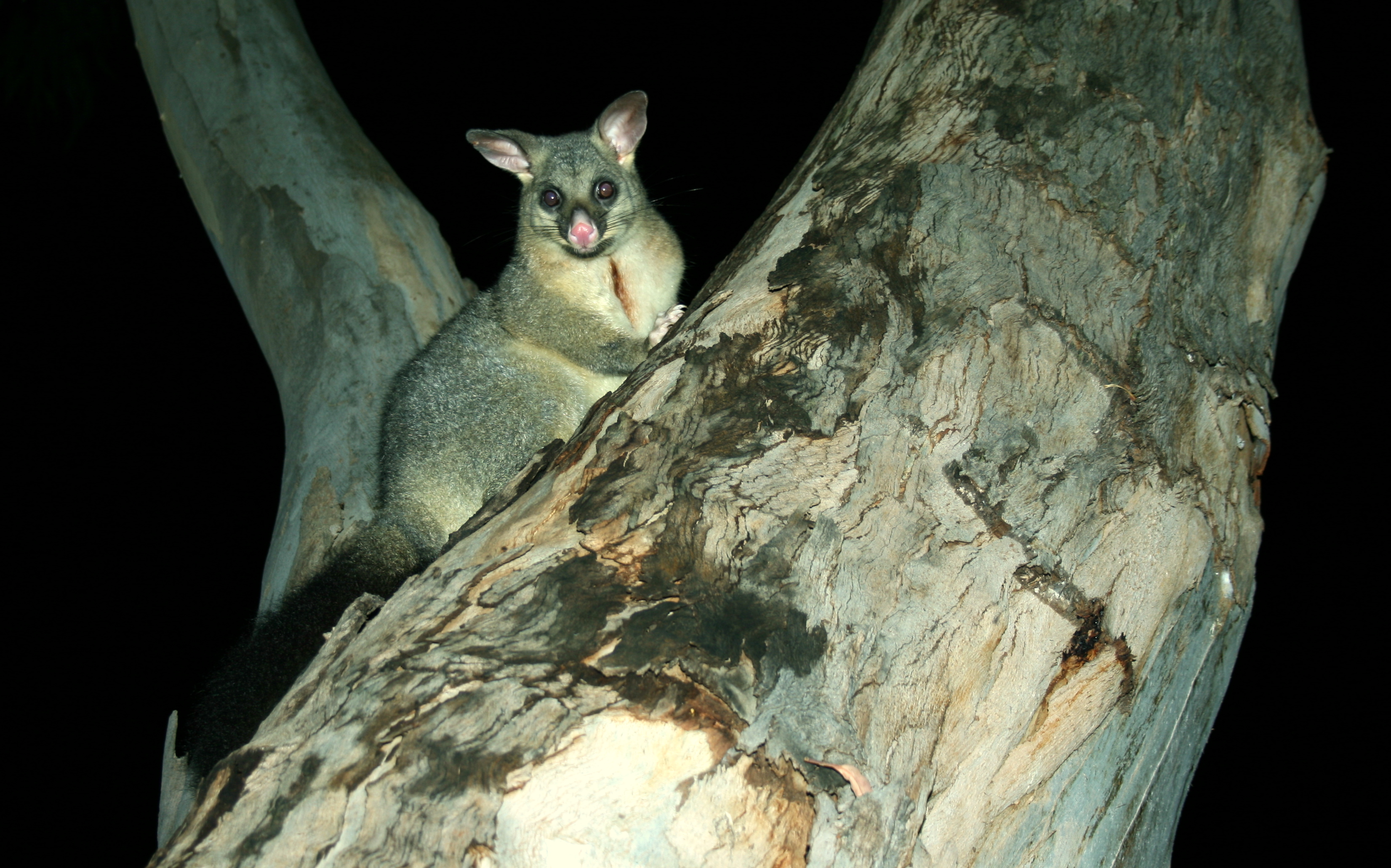 BrushTailedPossum