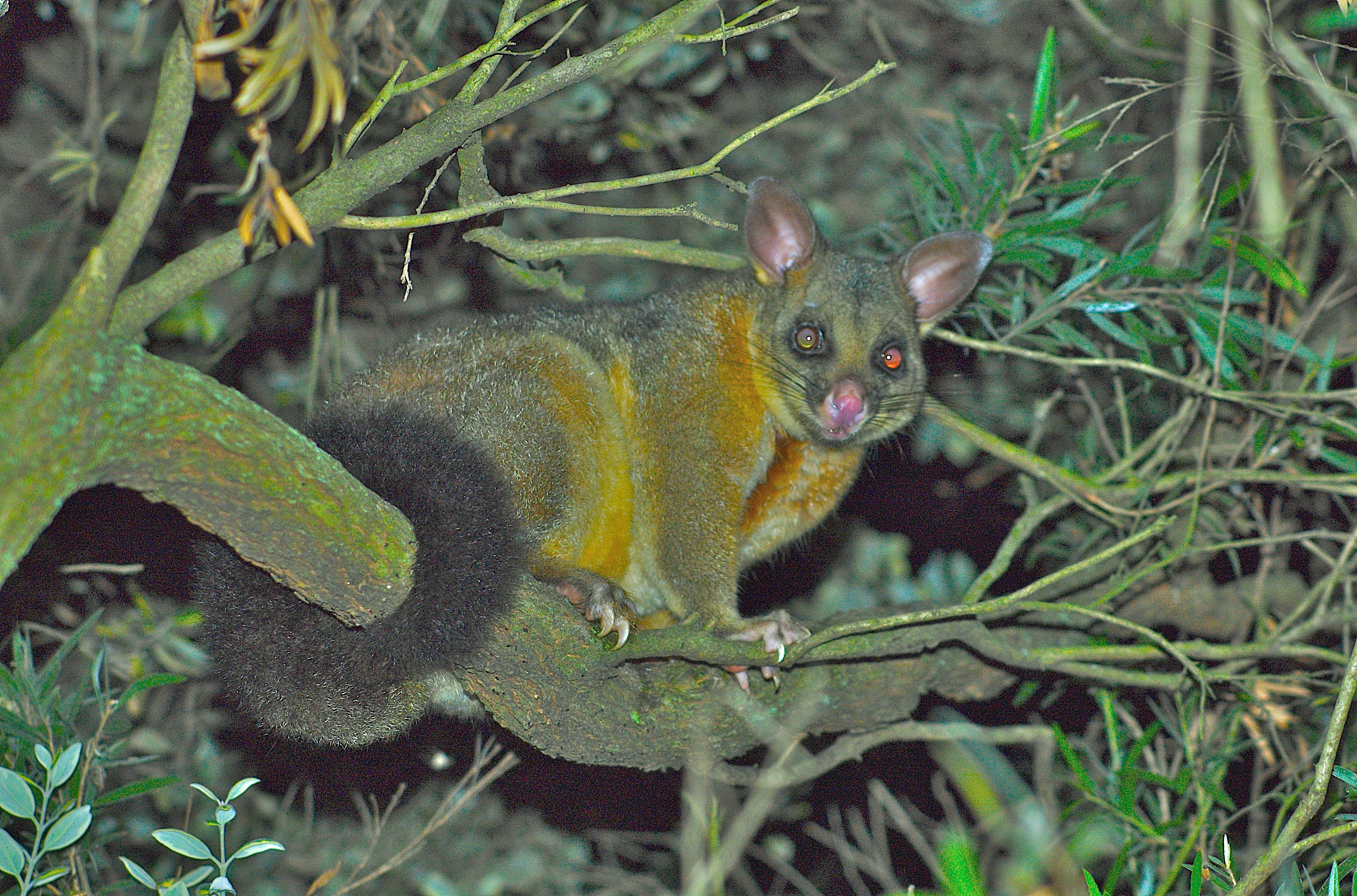 BrushtailPossum-Bh00 1