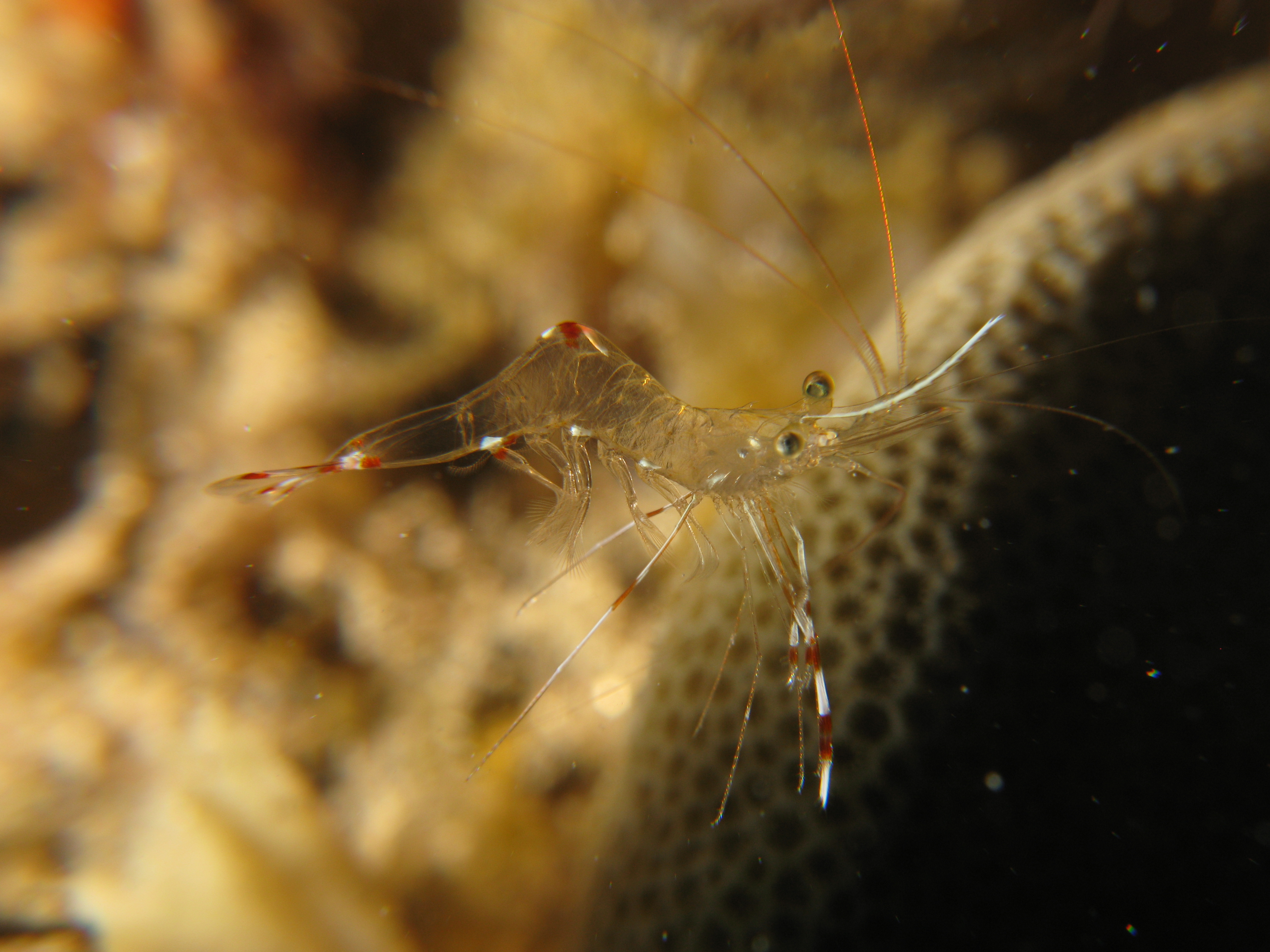 Bruuns Cleaning Partner Shrimp - Urocaridella Antonbruunii (3879171226)