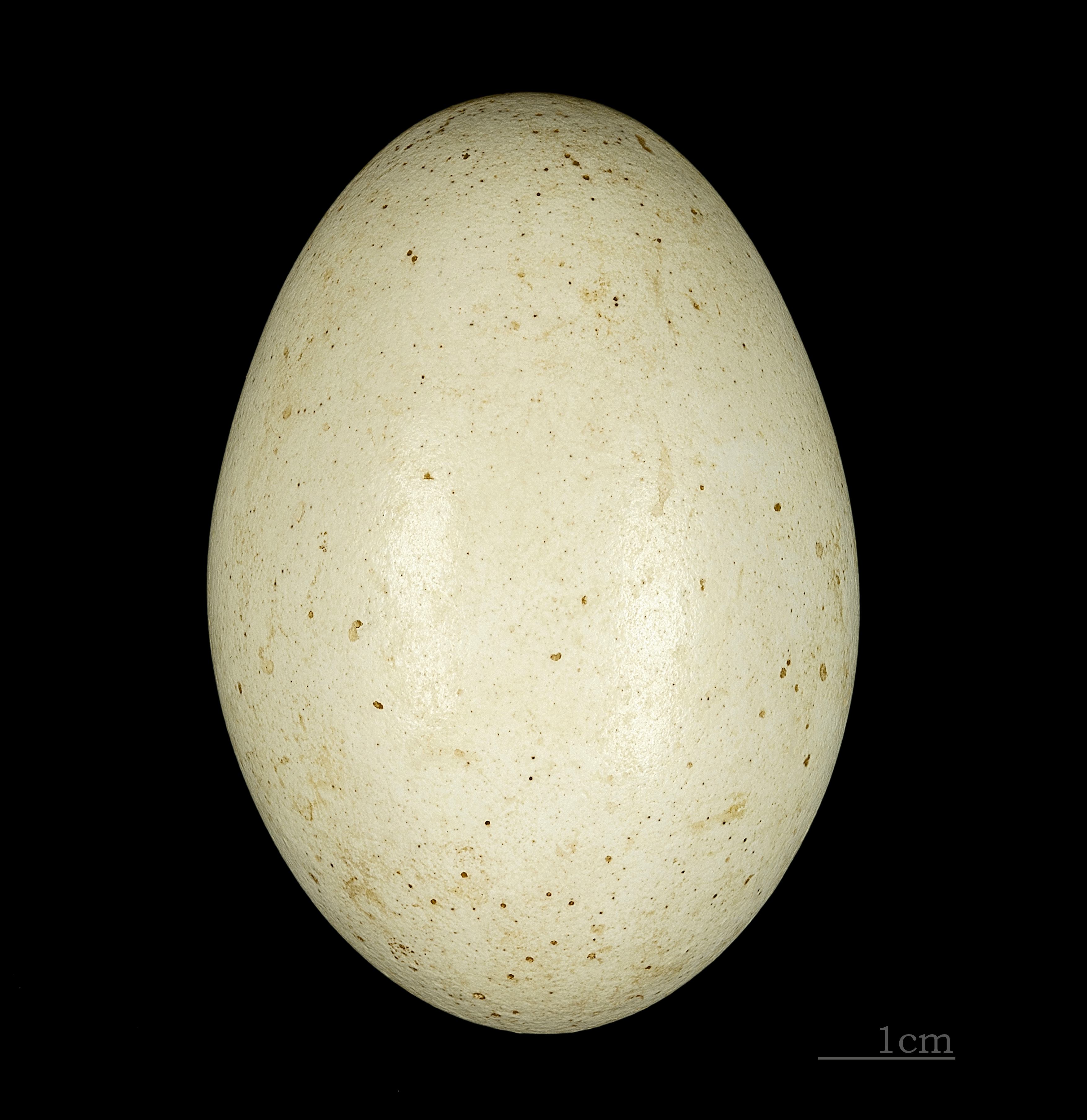 Bucorvus abyssinicus MHNT 226 San (Mali)