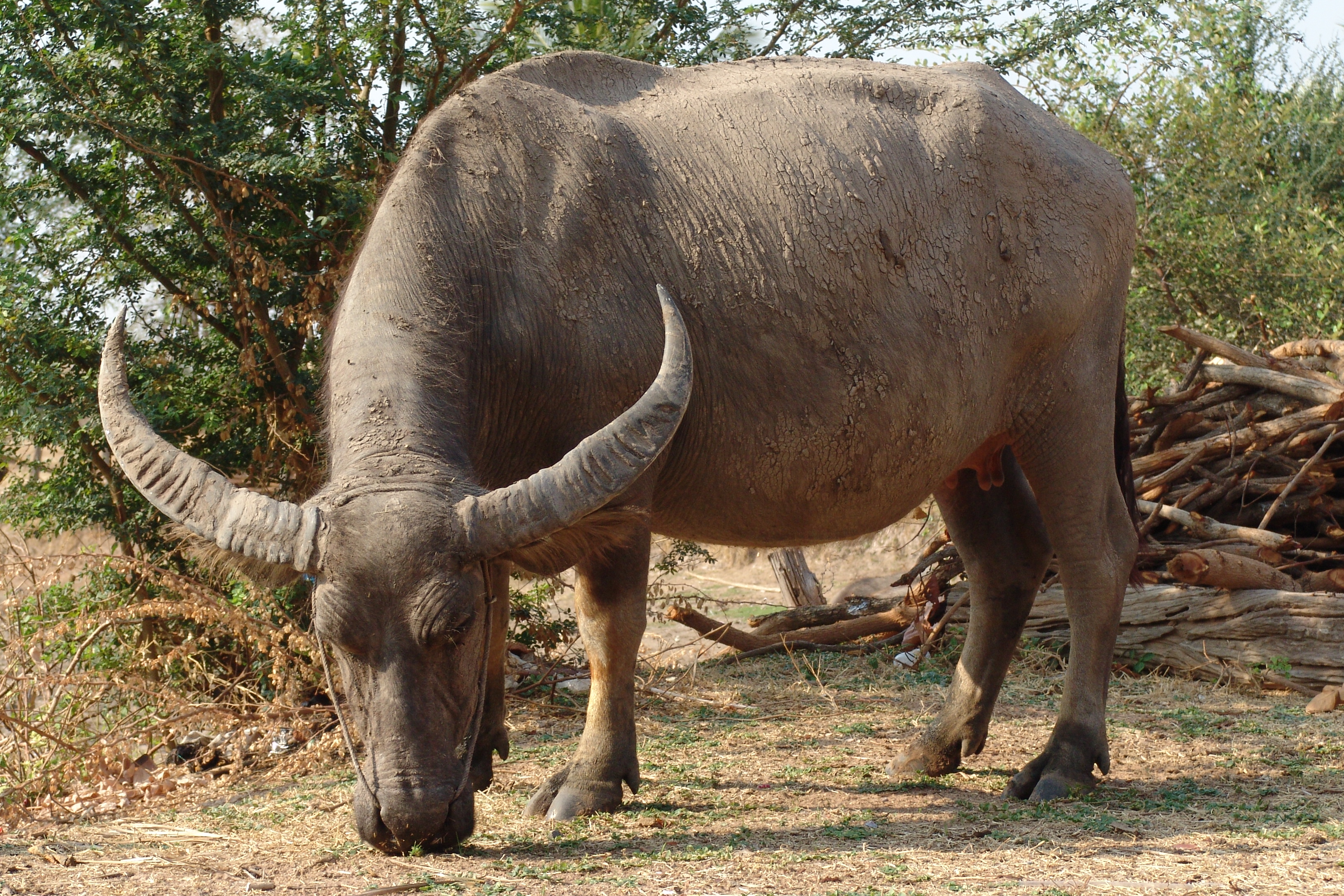 BUFFALO159