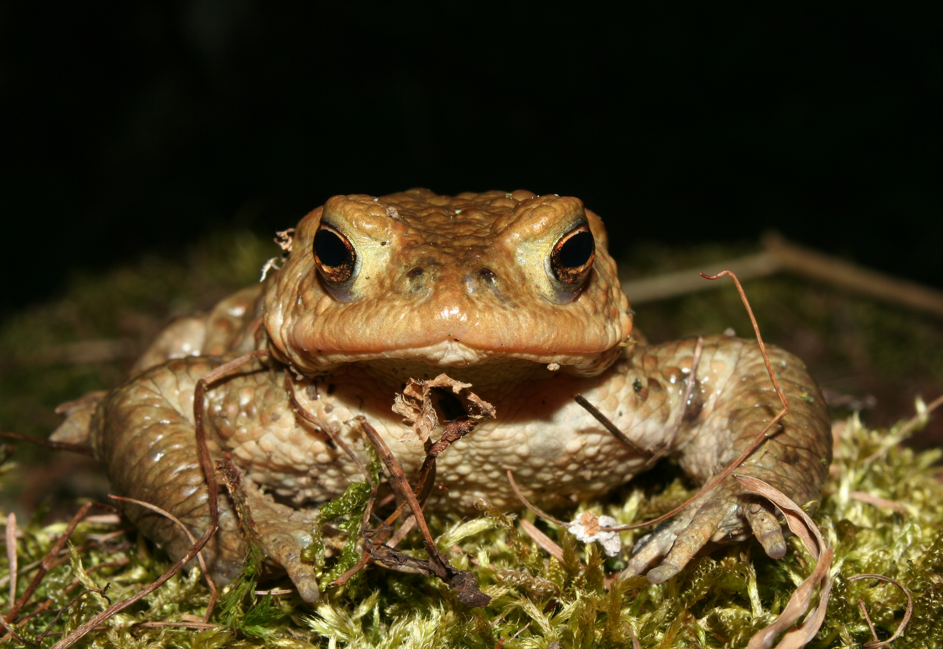 Bufo-bufo-erdkroete-maennlich-front