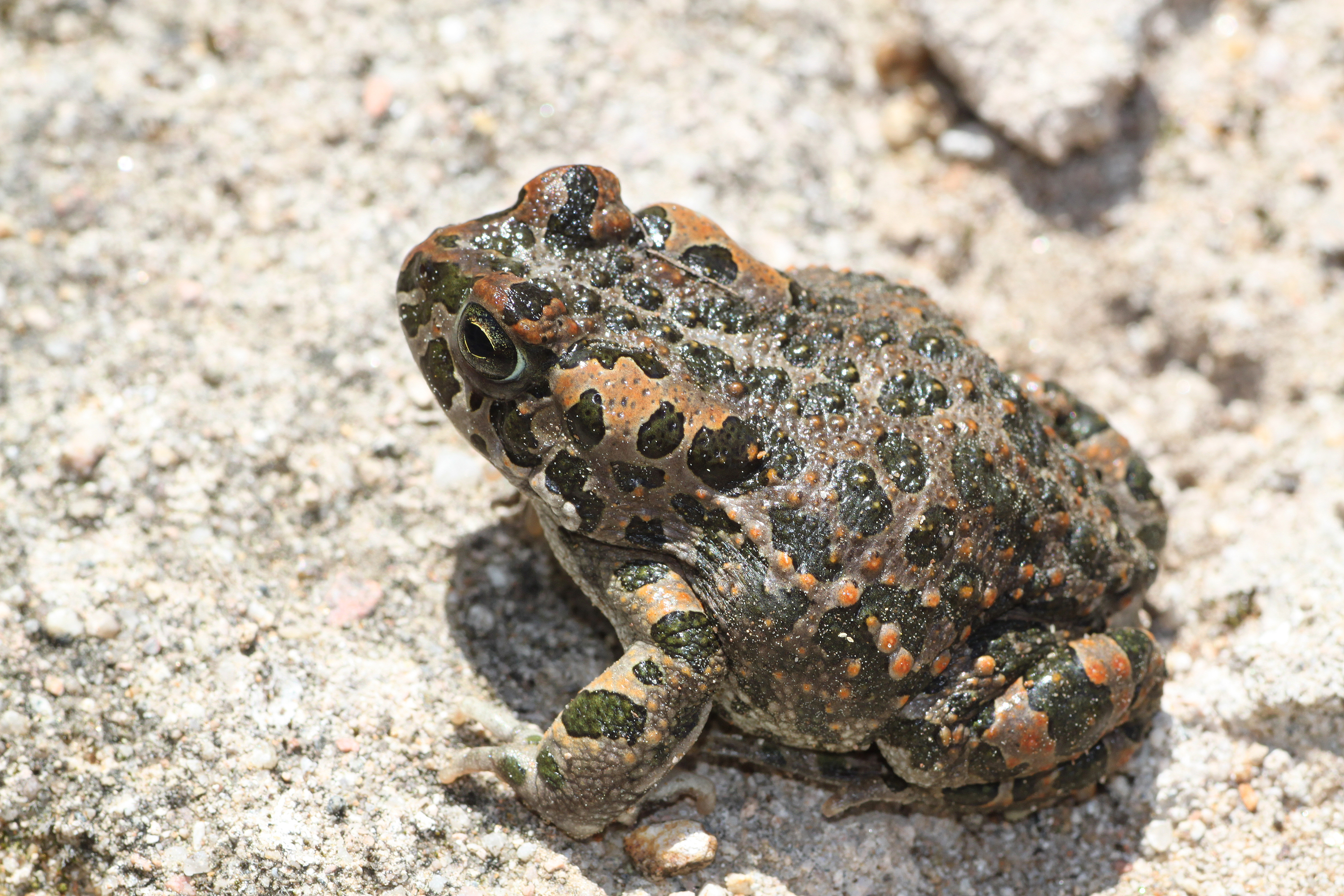 Bufo-viridis-sardinia