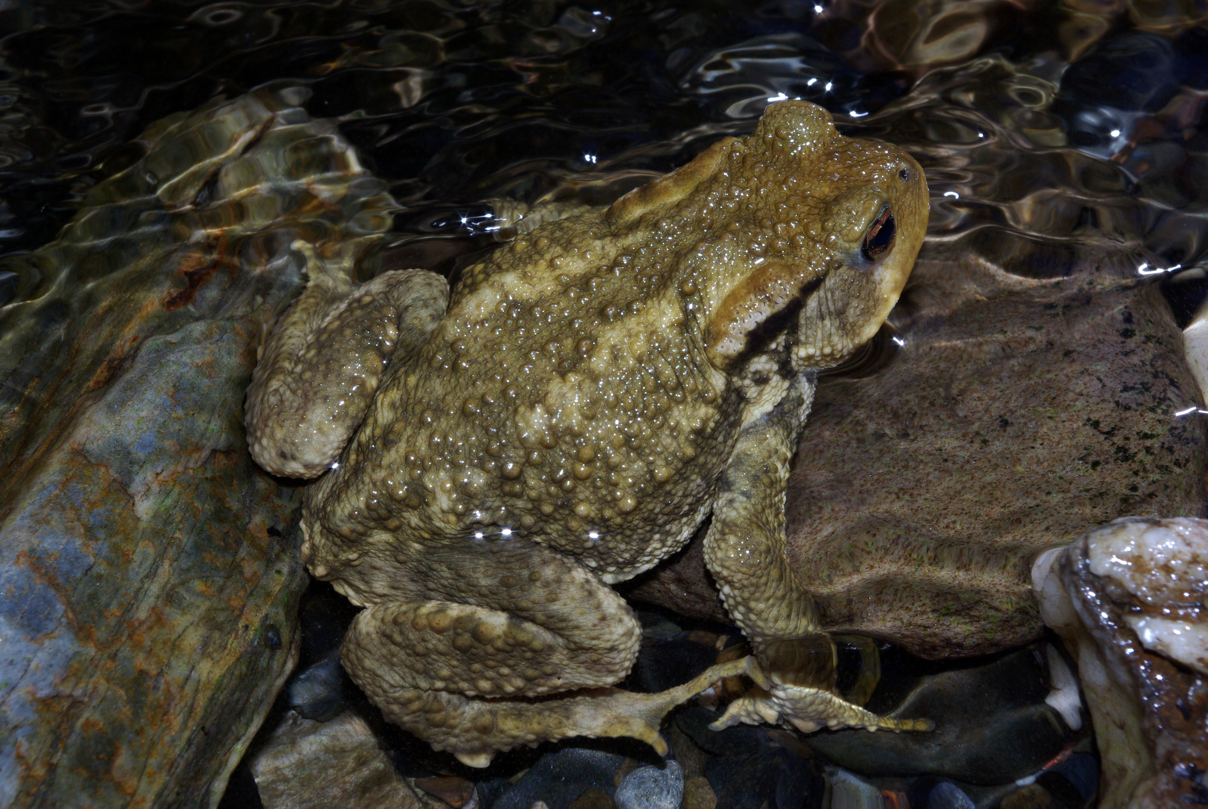 Bufo bufo 03 by-dpc