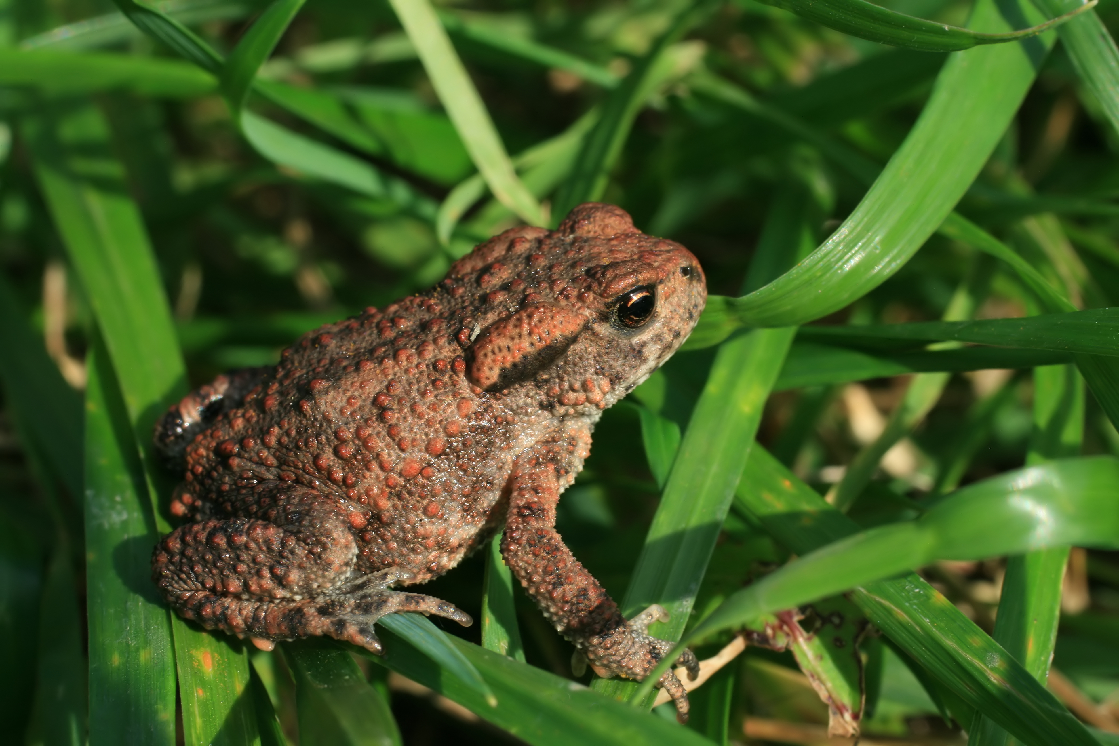Bufo bufo on grass2