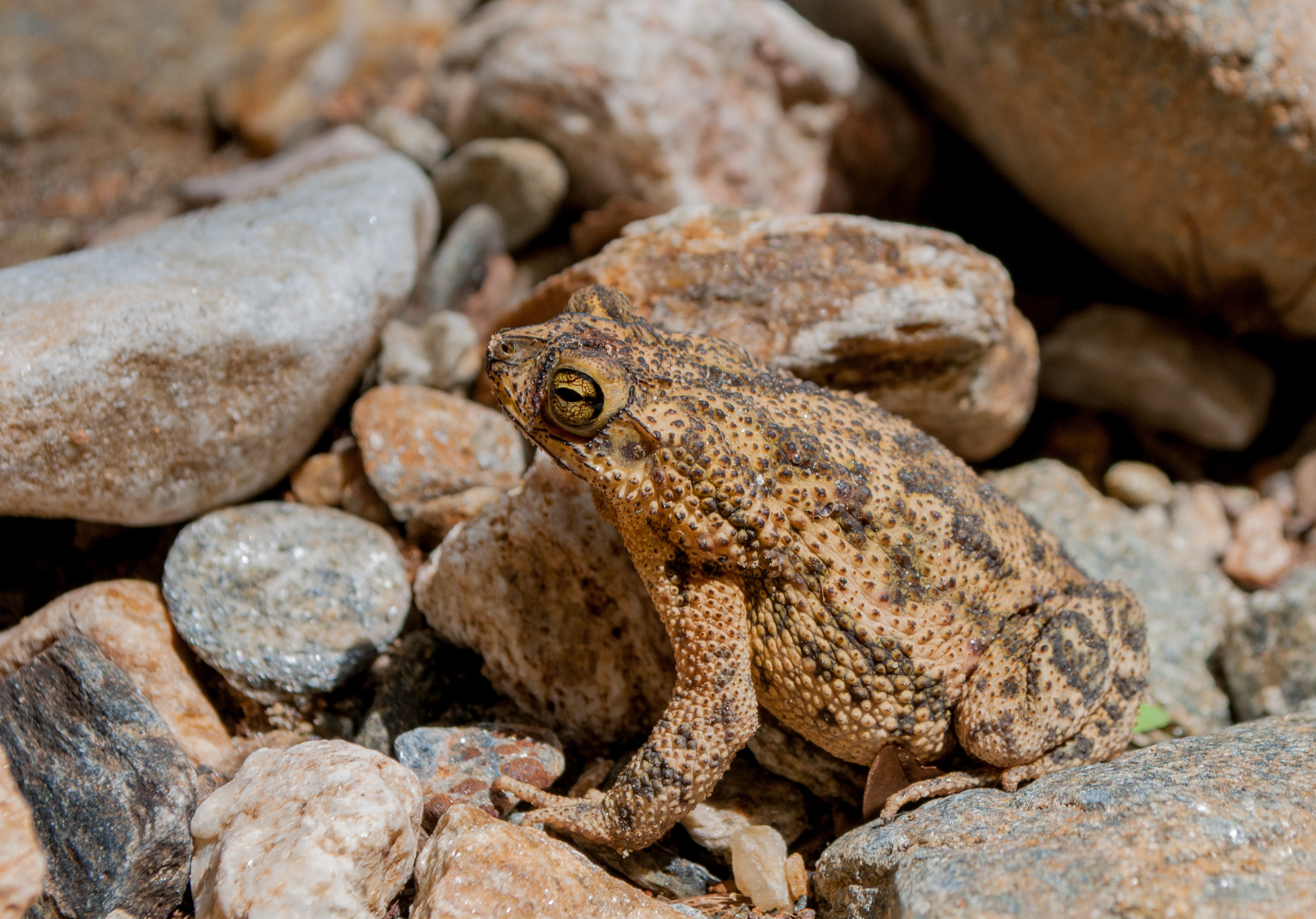 Bufo marinus in Venezuela